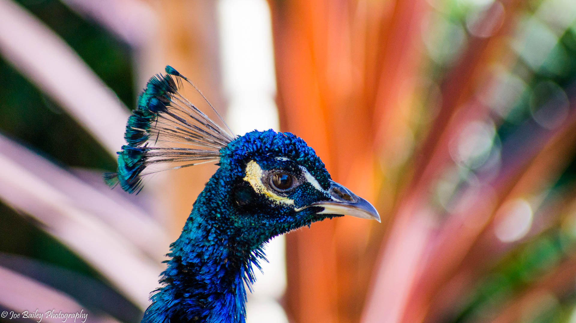 Sony 75-300mm F4.5-5.6 sample photo. Joe bailey photography shuttleworth (of ) photography