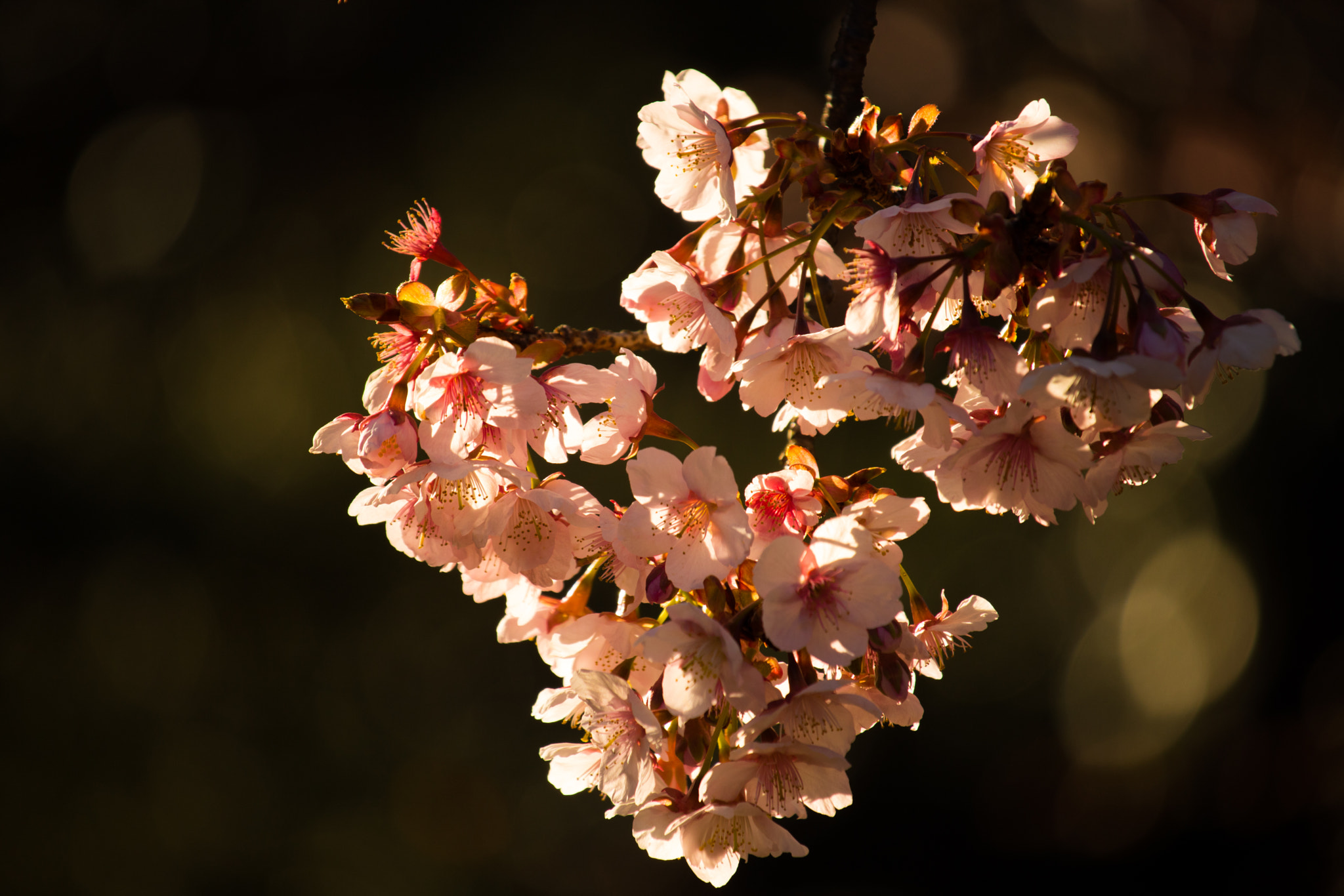 Canon EOS 760D (EOS Rebel T6s / EOS 8000D) + Canon EF-S 55-250mm F4-5.6 IS STM sample photo. Sakura photography