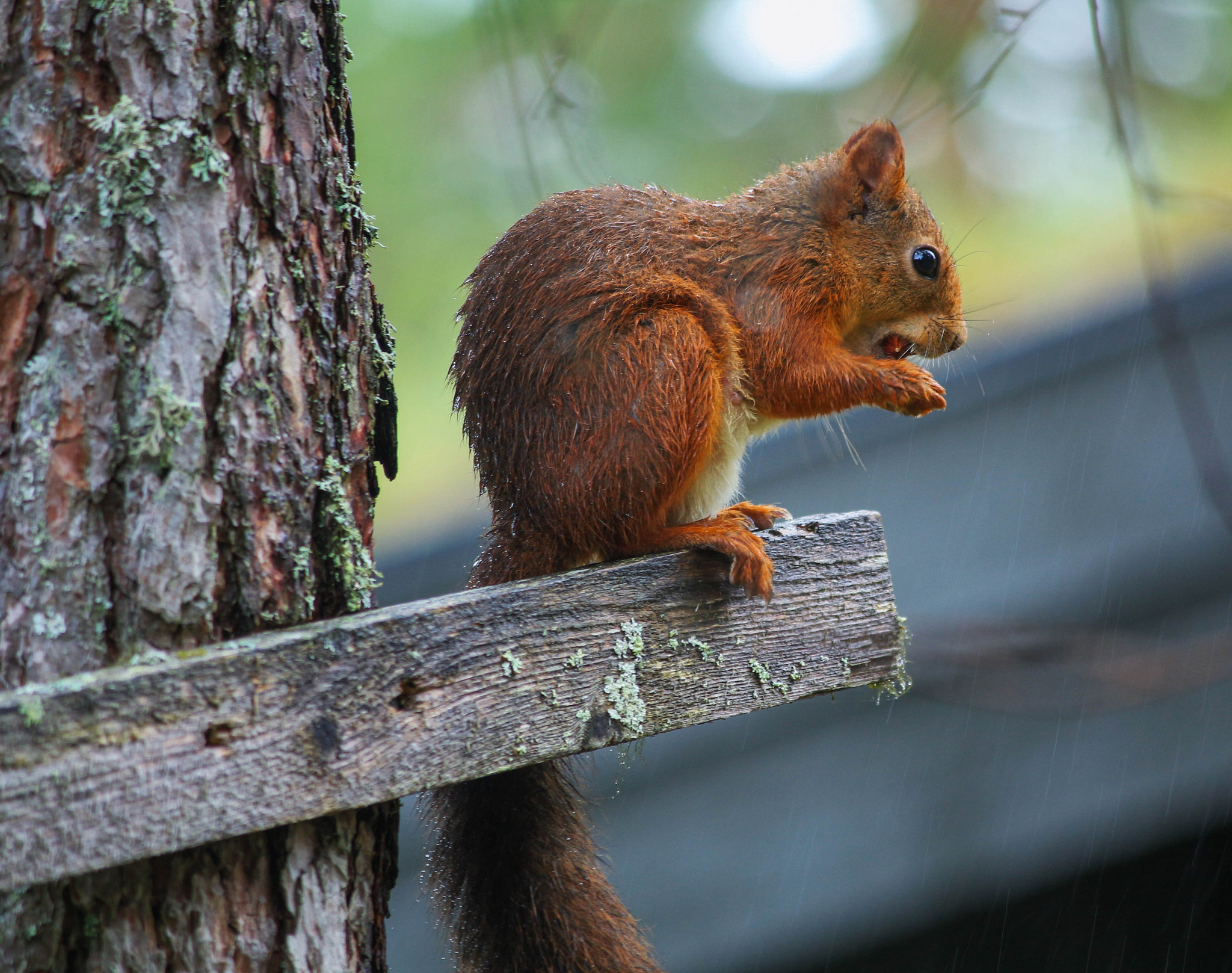 Canon EF-S 55-250mm F4-5.6 IS sample photo. Cold, wet squirrel photography