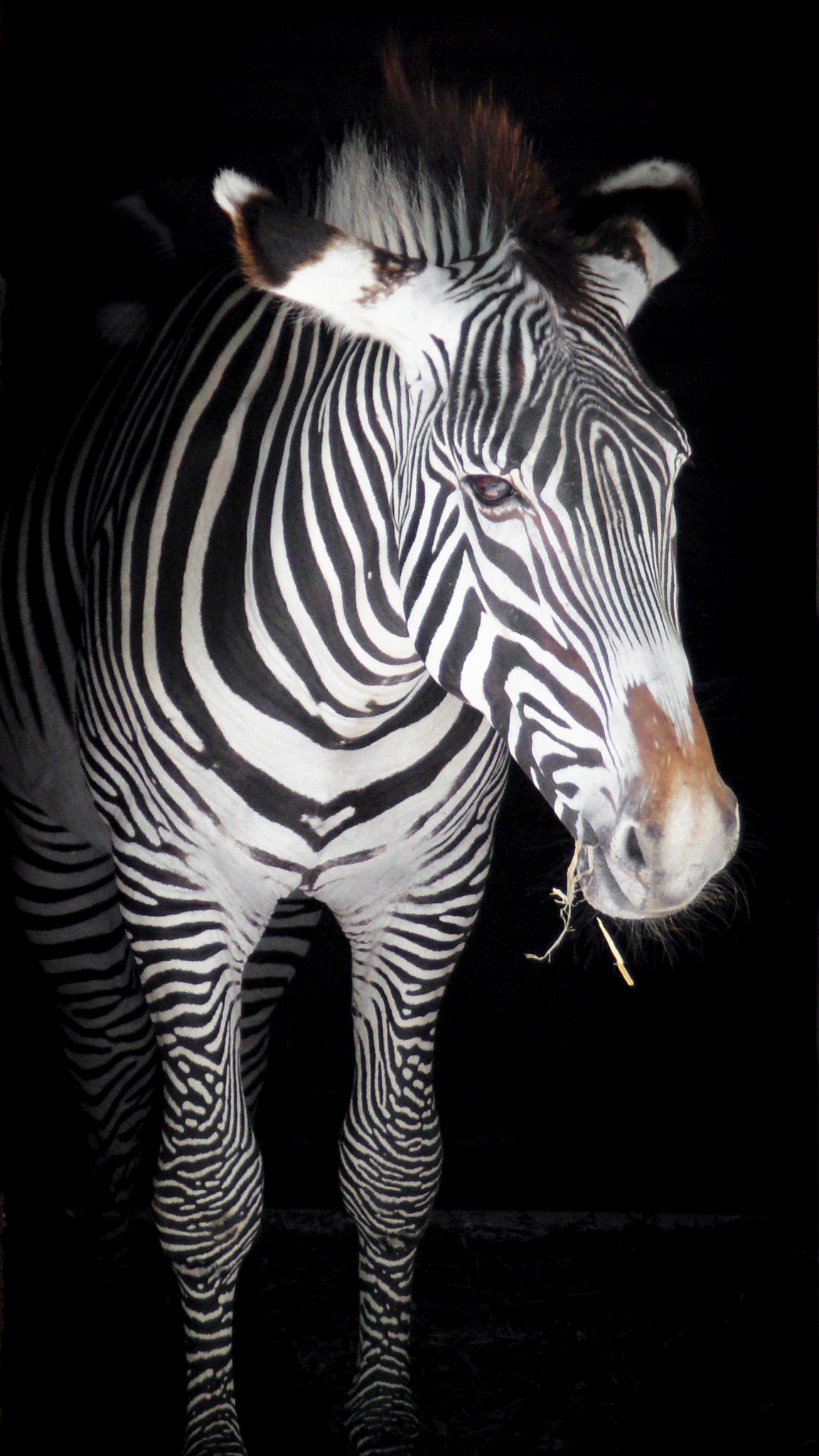Sony DT 18-200mm F3.5-6.3 sample photo. Zebra photography
