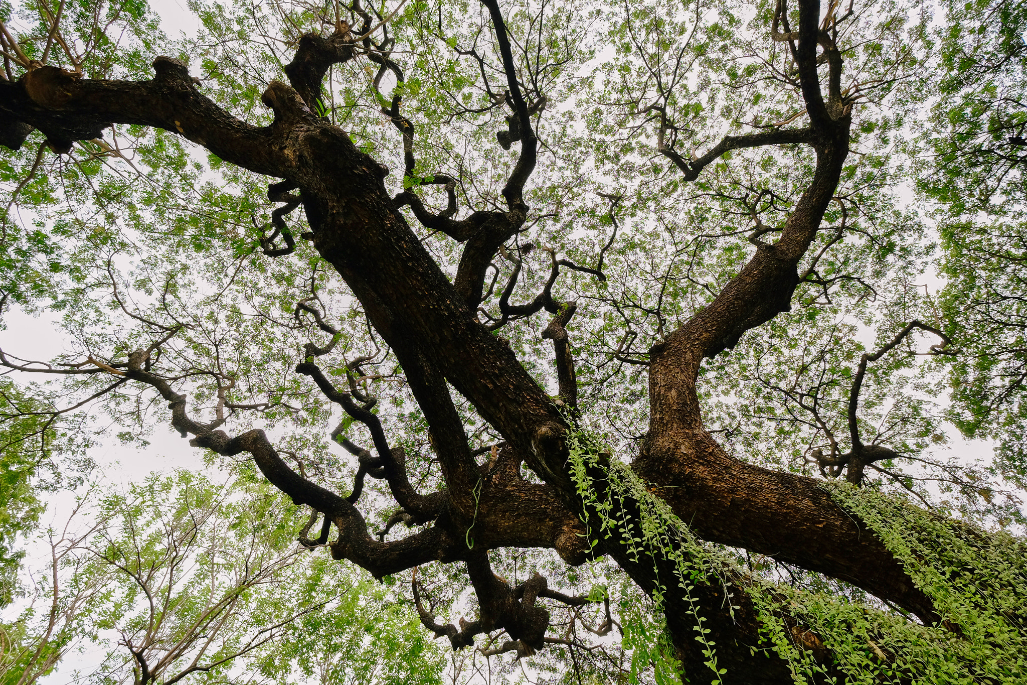 Fujifilm X-T10 + Fujifilm XF 10-24mm F4 R OIS sample photo. Forest vessels photography