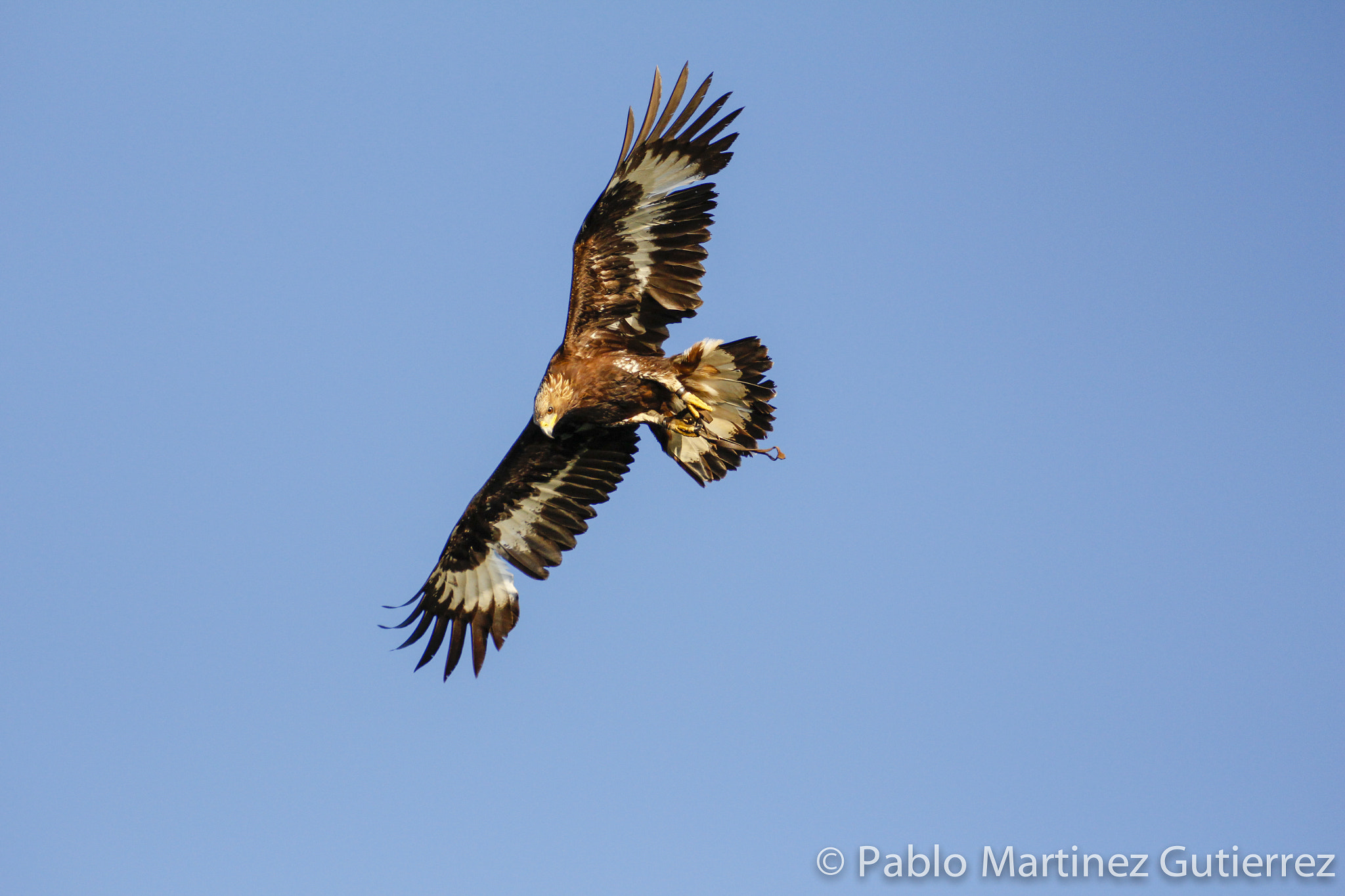 Canon EOS 700D (EOS Rebel T5i / EOS Kiss X7i) + Tamron SP 70-300mm F4-5.6 Di VC USD sample photo. Aguila real - atalaya laredo photography