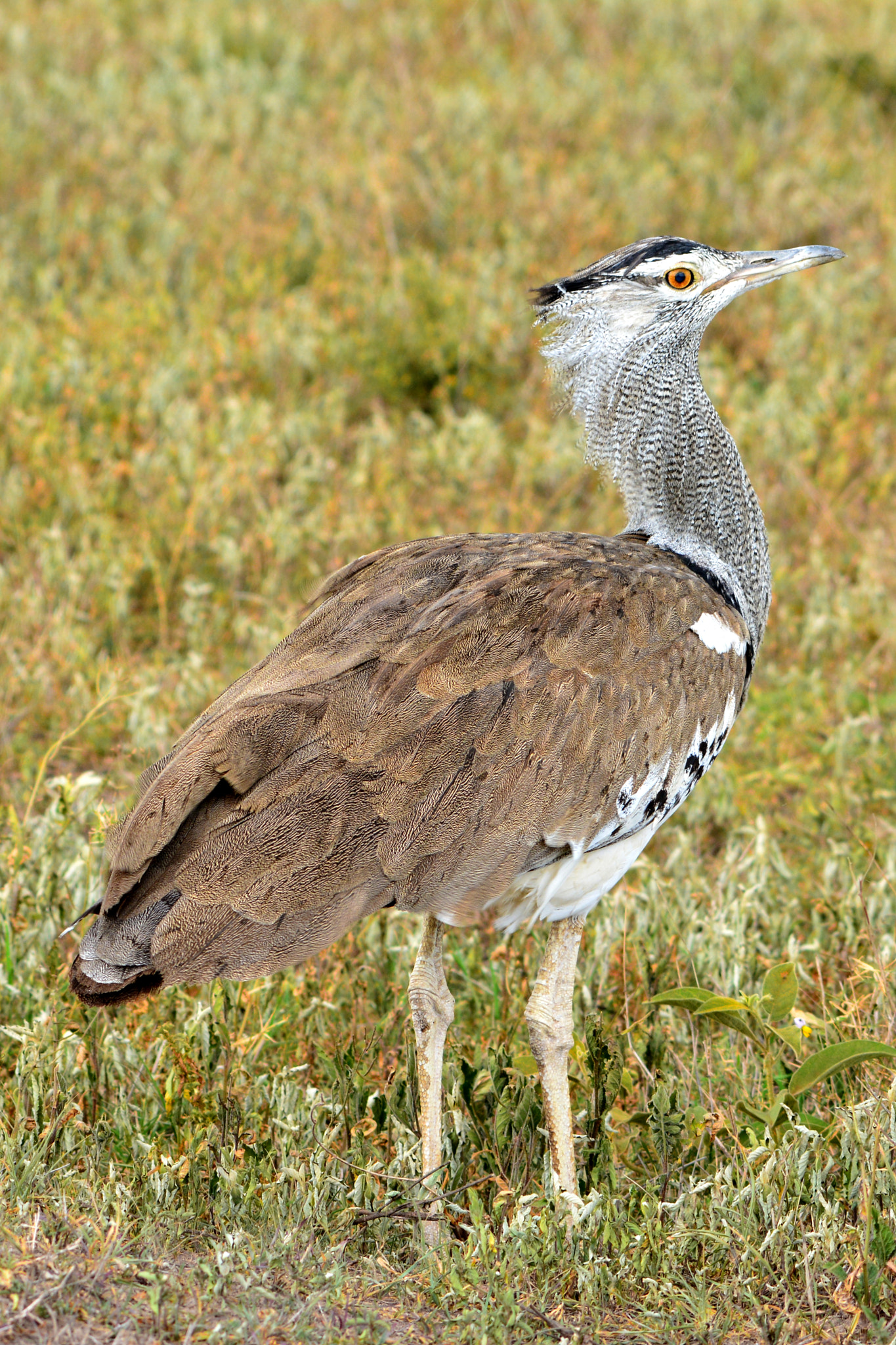 Nikon D5200 sample photo. Kori bustard photography