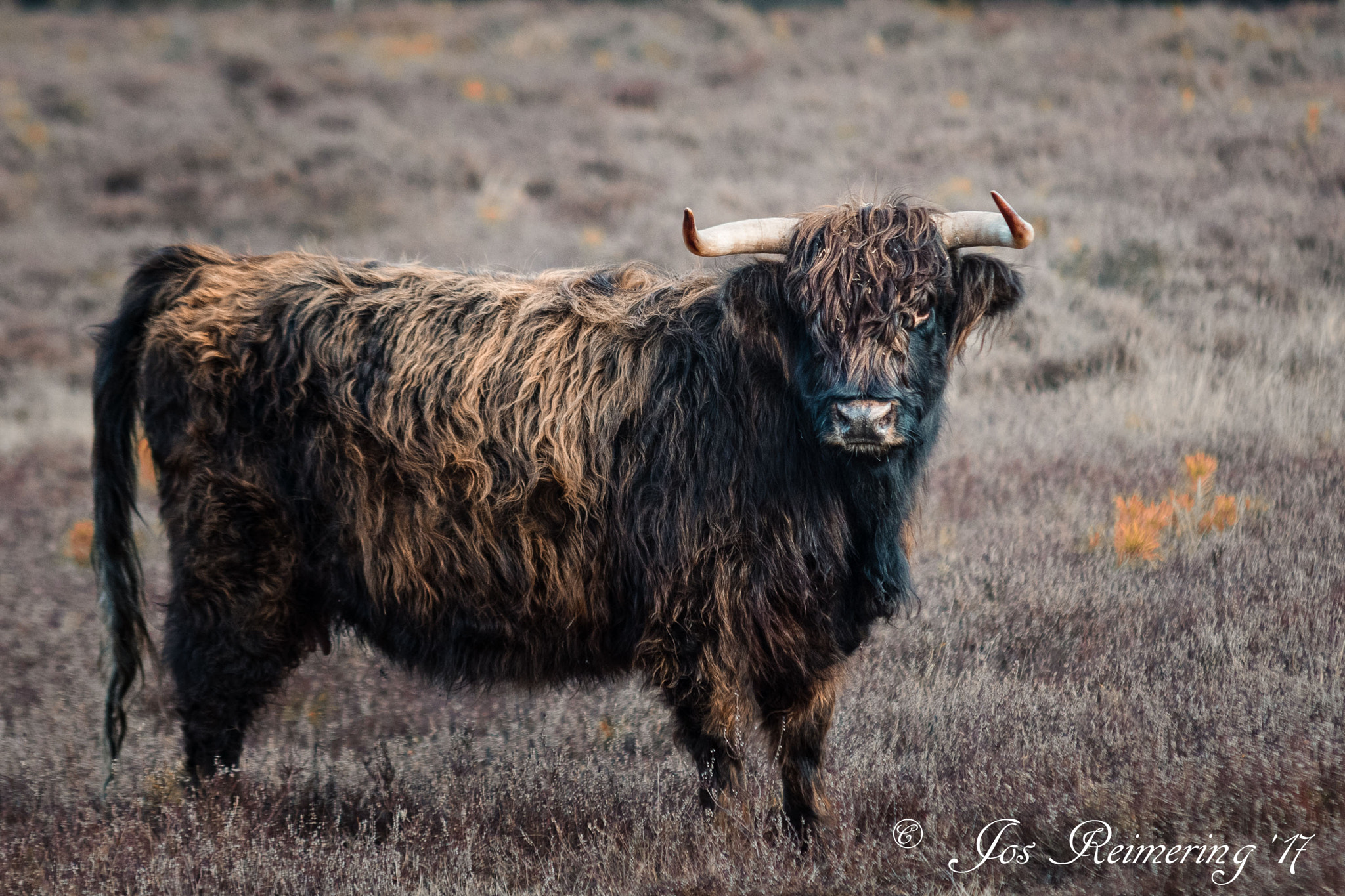 Sigma 70-200mm F2.8 EX DG Macro HSM II sample photo. Highlander photography