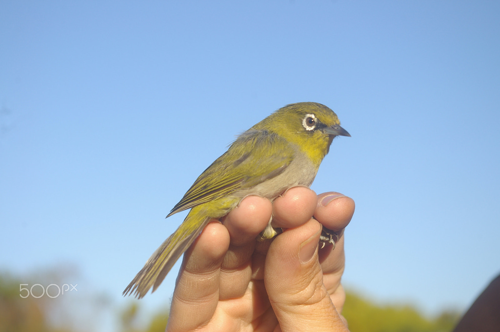 Pentax *ist DL2 sample photo. Cape white-eye photography