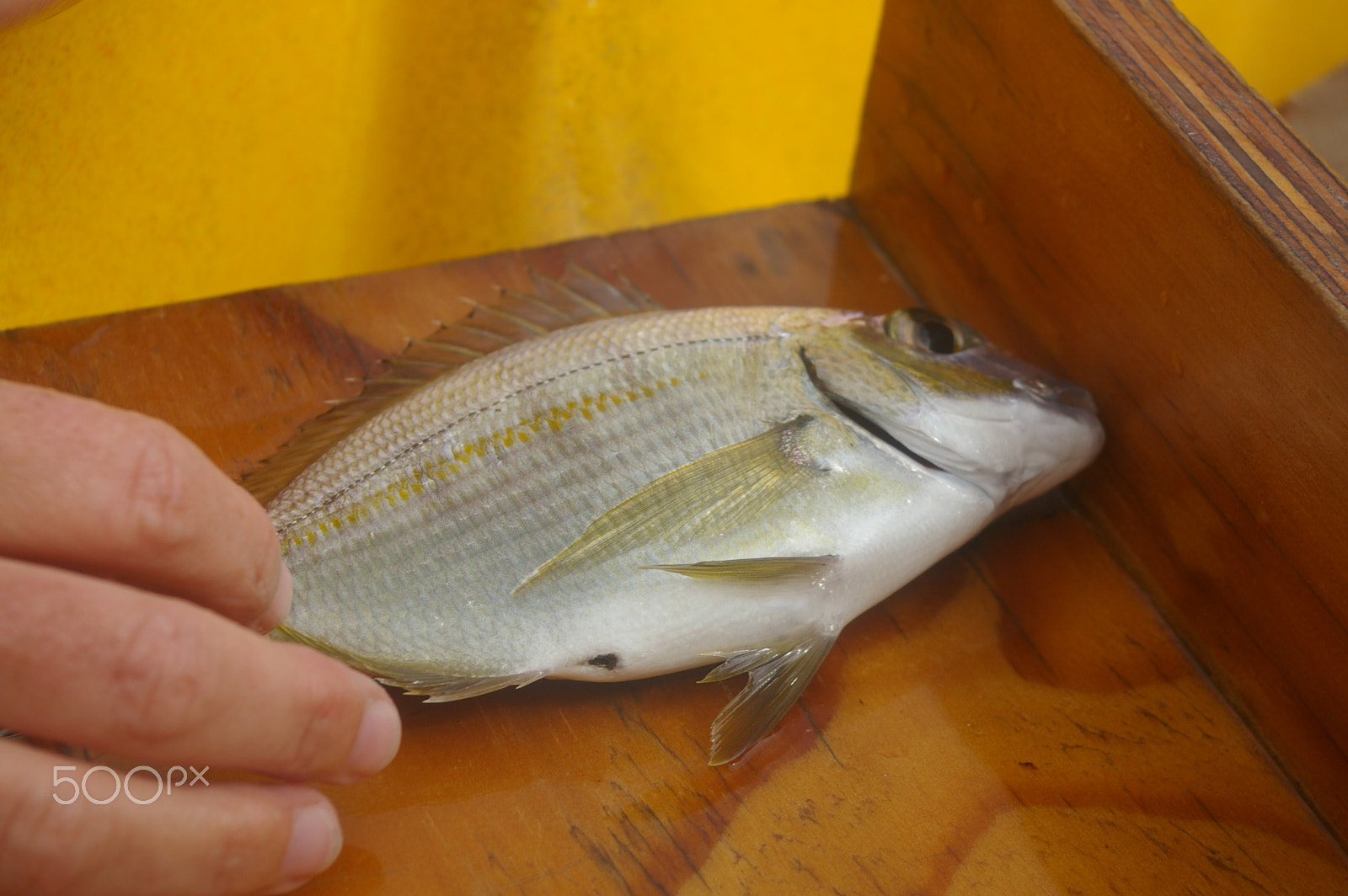 Pentax smc DA 18-55mm F3.5-5.6 AL sample photo. Measuring fish photography