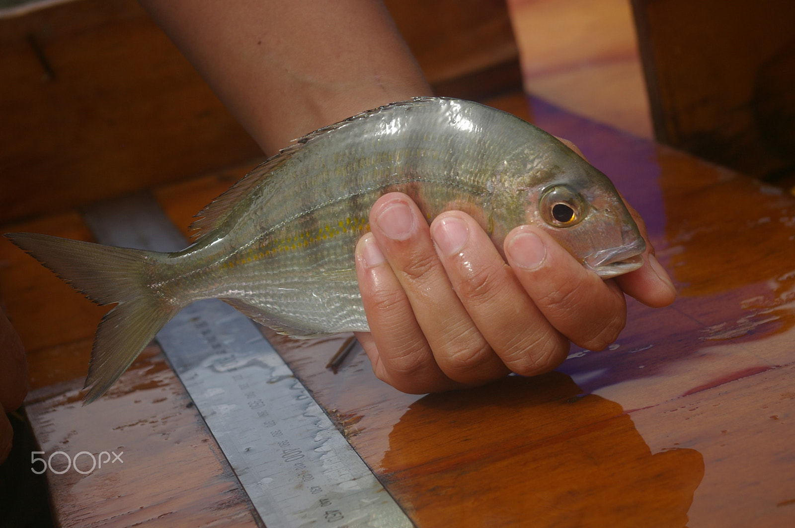 Pentax smc DA 18-55mm F3.5-5.6 AL sample photo. Nature's valley fish survey photography