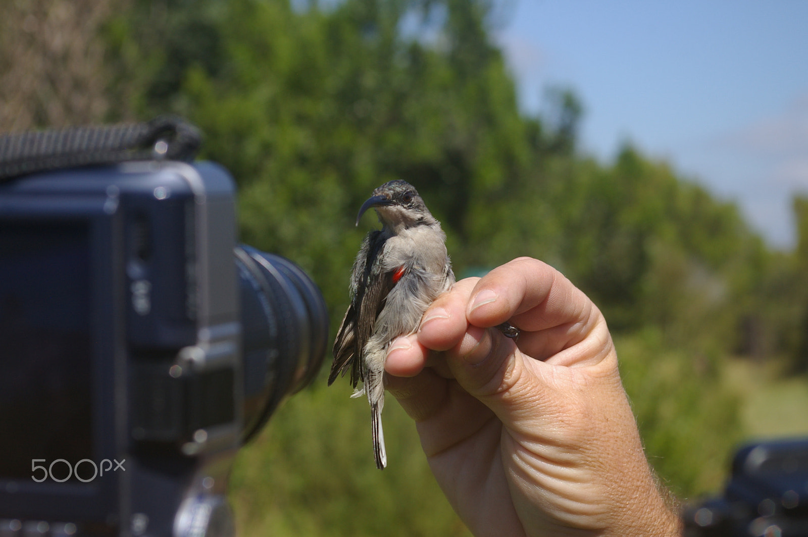 Pentax smc DA 18-55mm F3.5-5.6 AL sample photo. Photographing birds photography