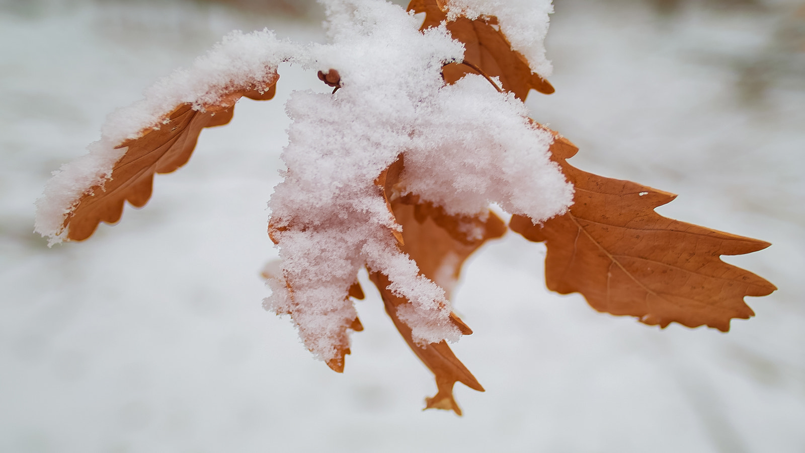 Sigma SD15 sample photo. Winter leaves photography