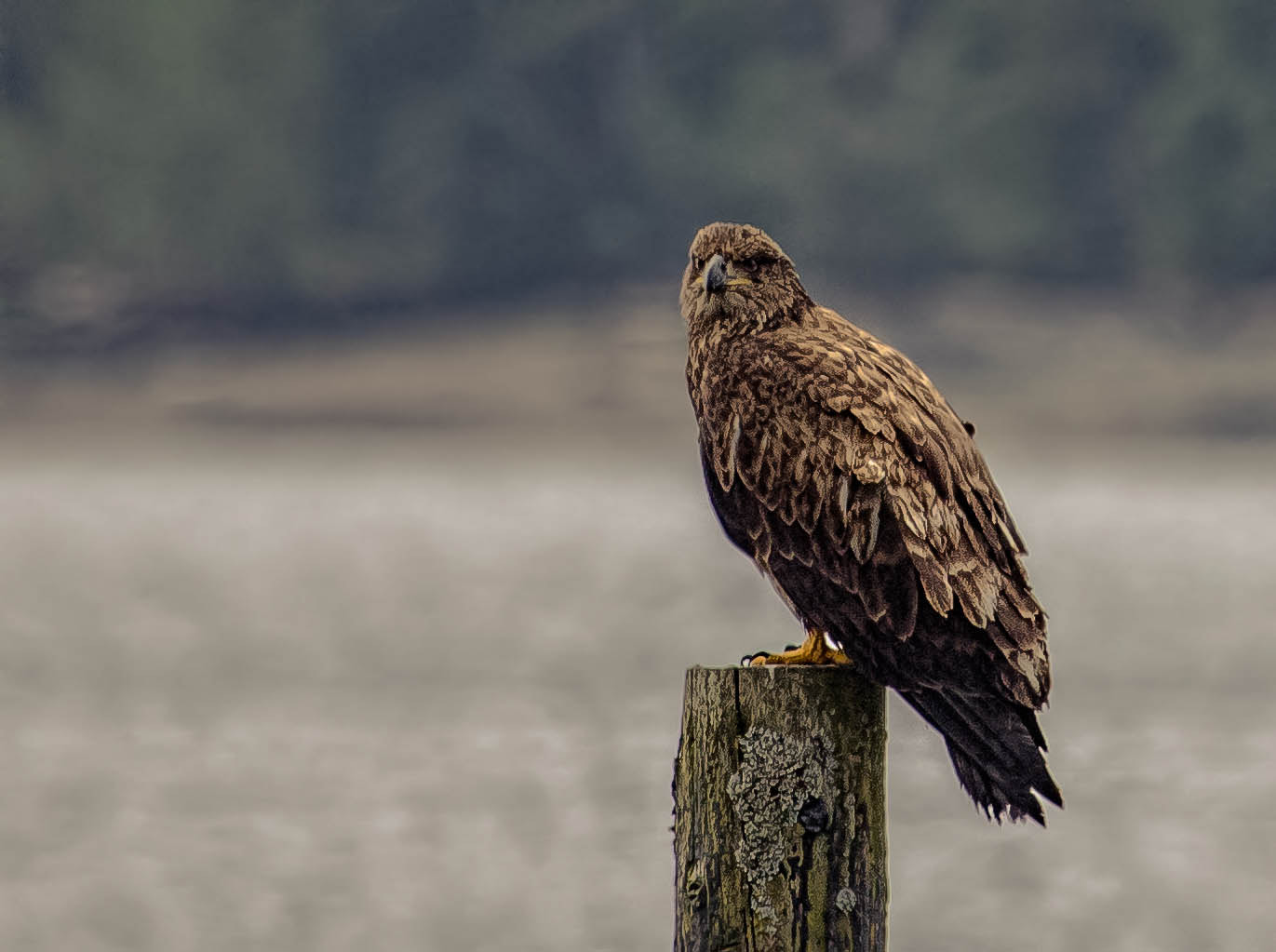 Canon EF 100-400mm F4.5-5.6L IS USM sample photo. Bald eagle on pole photography