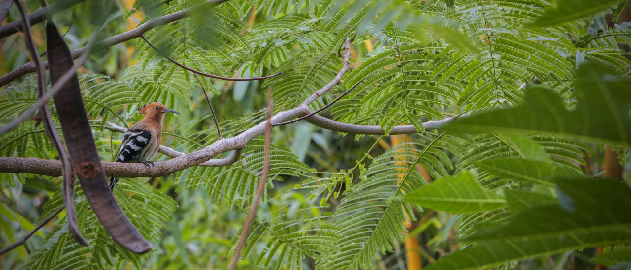 Canon EF 70-200mm F2.8L USM sample photo. A bird photography