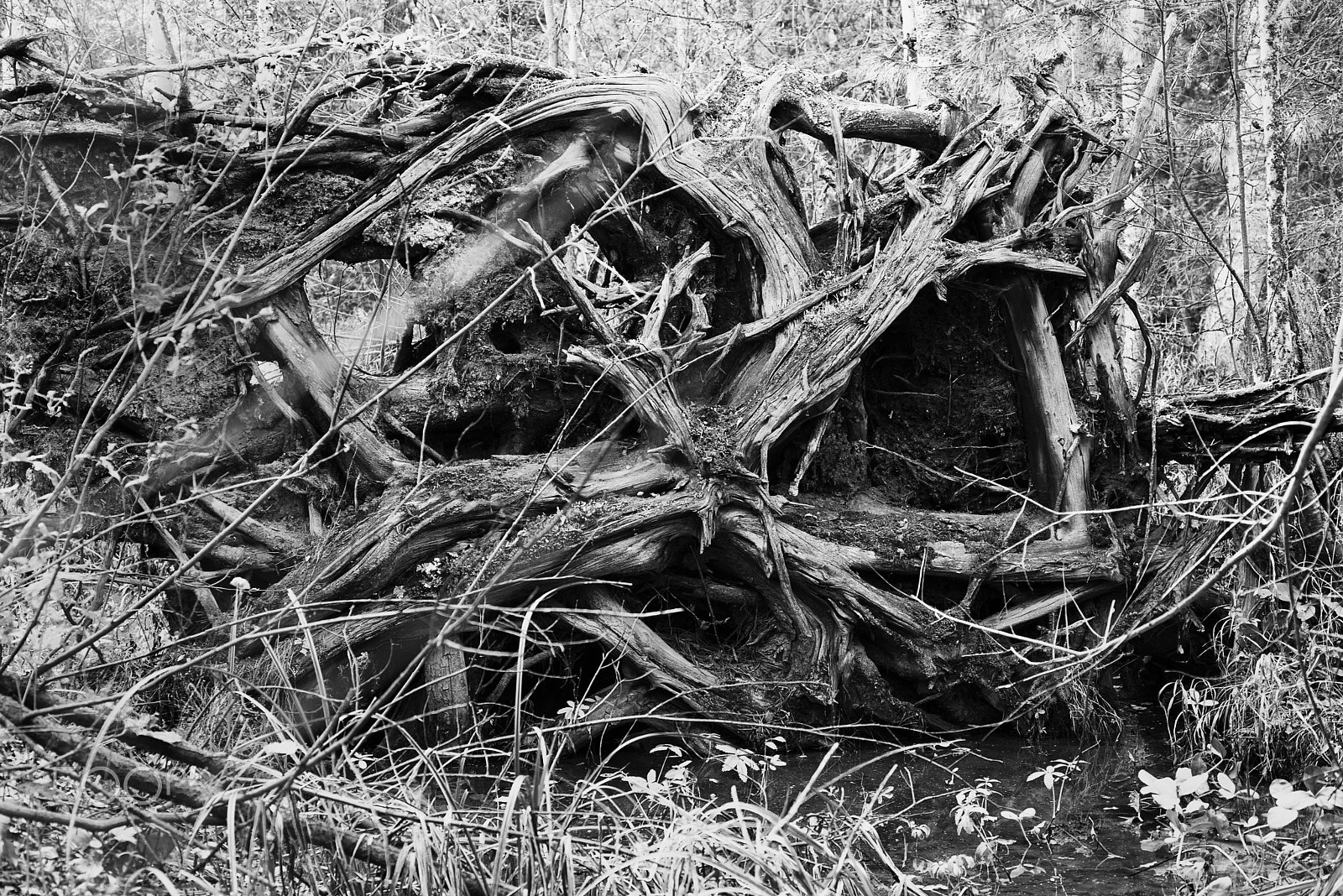 Nikon AF Micro-Nikkor 60mm F2.8D sample photo. The rests of the lost forest and stubs on slopes of gorge in clear day. bw photography