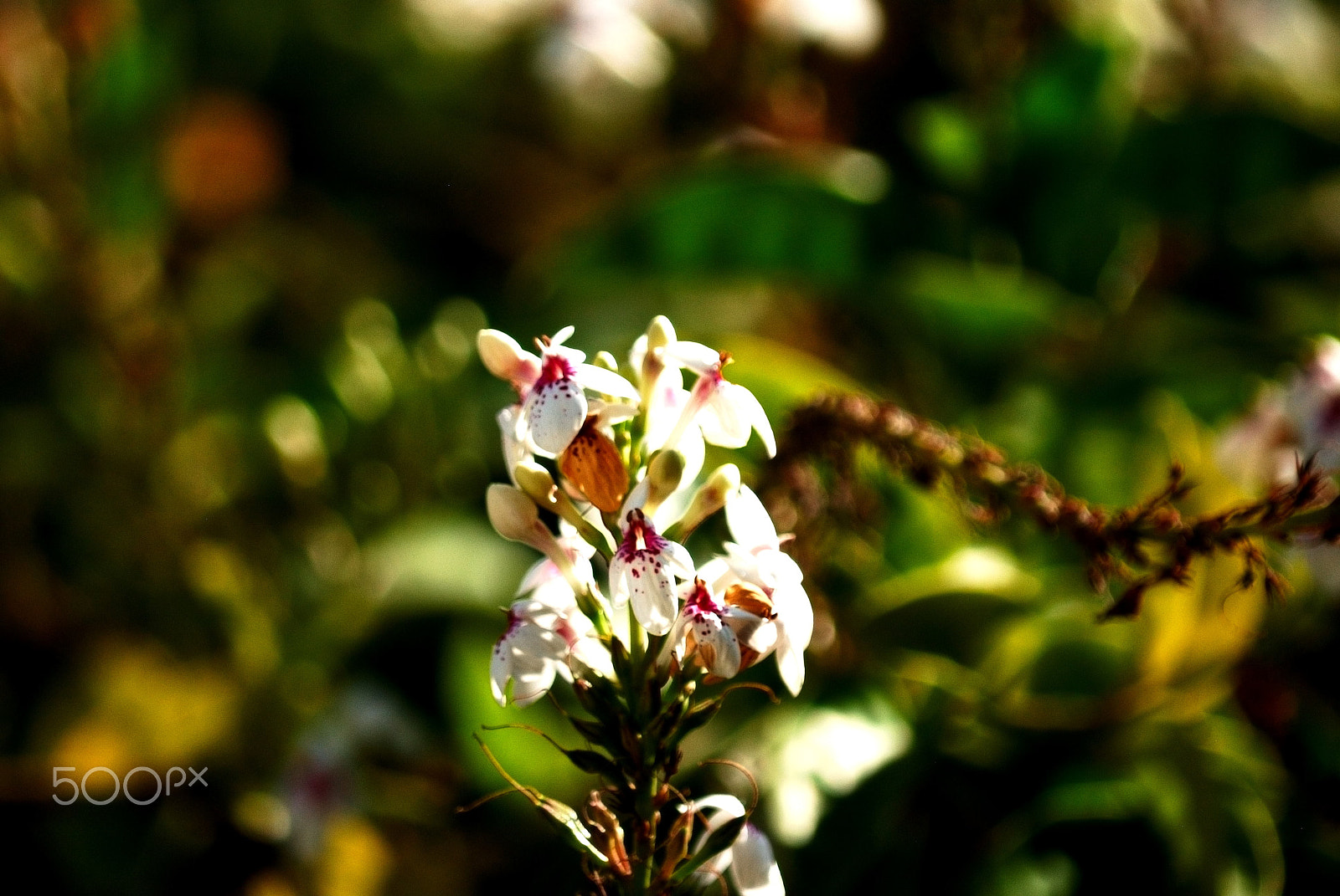 Nikon D200 sample photo. Pradeepkumar chellappan photography
