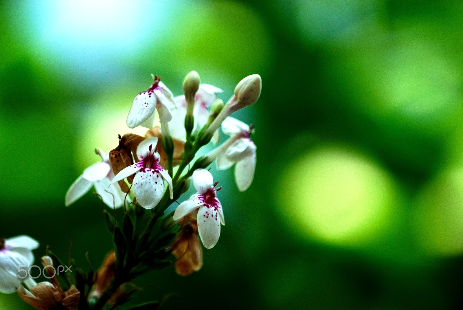 Nikon D200 sample photo. Pradeepkumar chellappan photography
