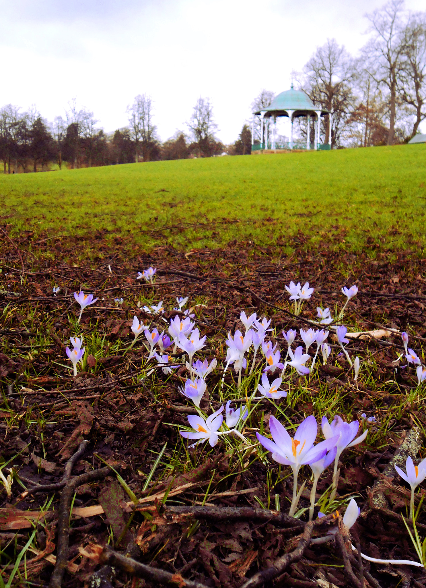 Nikon COOLPIX S2700 sample photo. Crocuses and a band stand in a british park photography