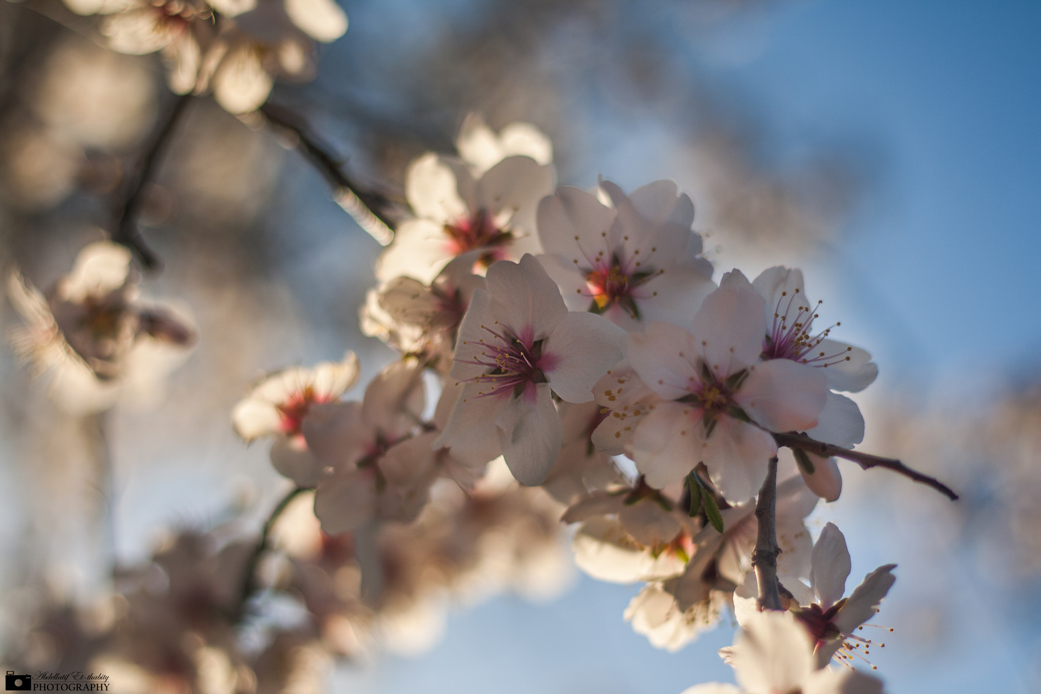 Canon EOS 1000D (EOS Digital Rebel XS / EOS Kiss F) sample photo. Flower and sunset photography
