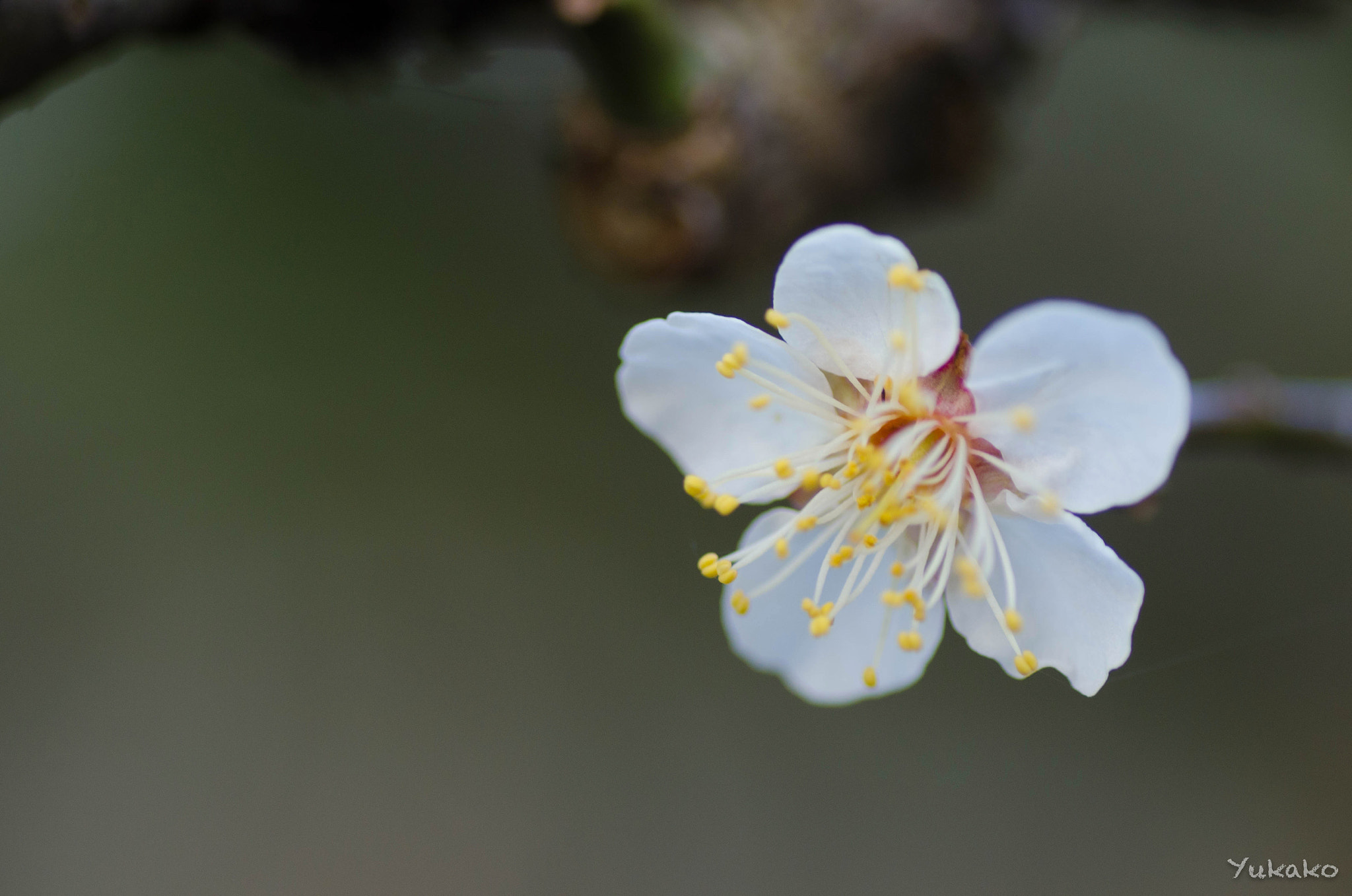 Nikon D7000 sample photo. Plum blossom photography