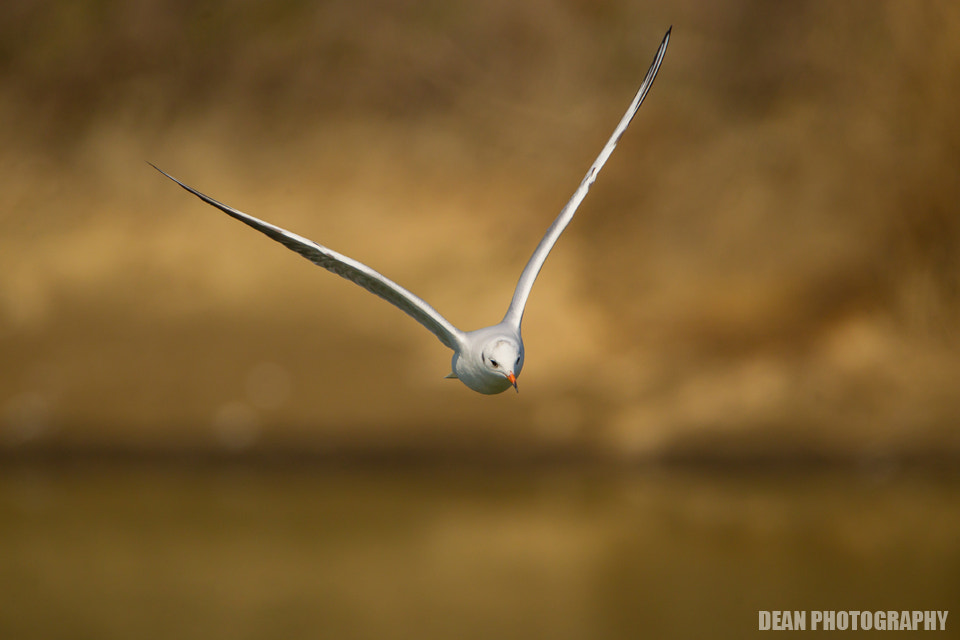 Tamron SP 150-600mm F5-6.3 Di VC USD sample photo. Flying photography
