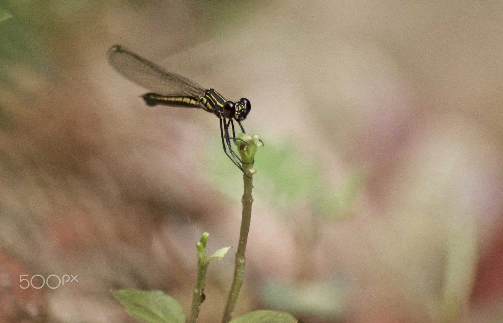 Sigma 70-300mm F4-5.6 APO DG Macro sample photo. Damselfly photography
