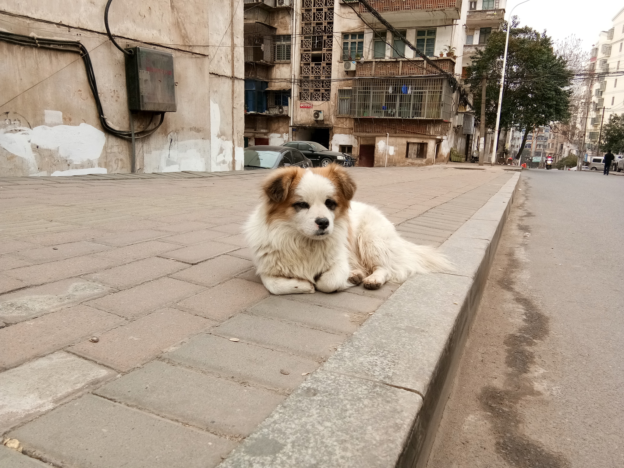 vivo PD1612 sample photo