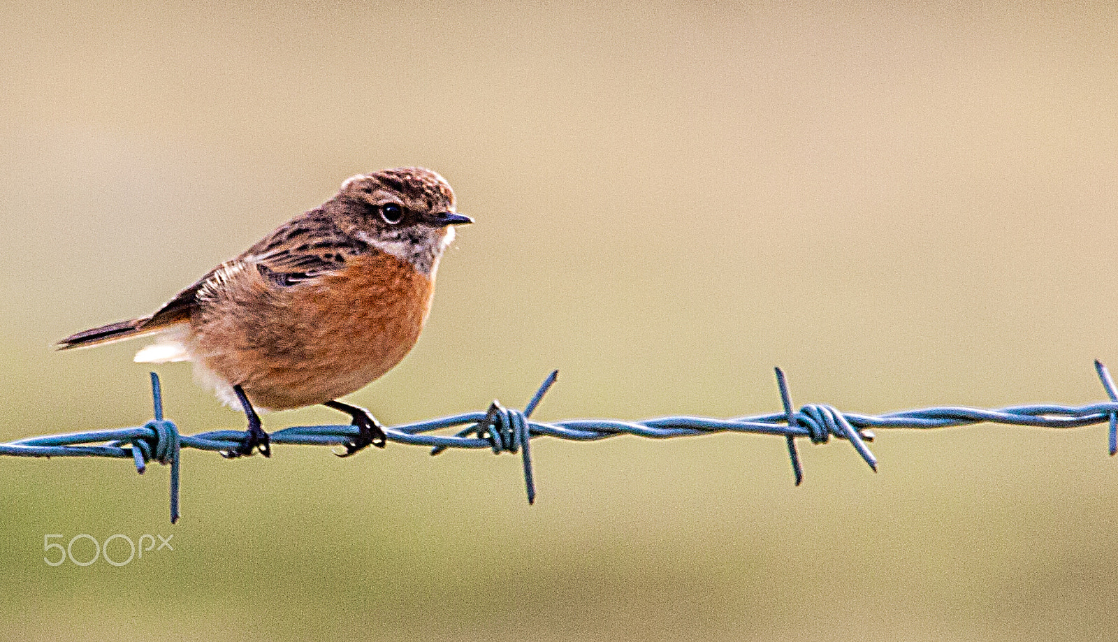 150-600mm F5-6.3 DG OS HSM | Contemporary 015 sample photo. Stonechat photography