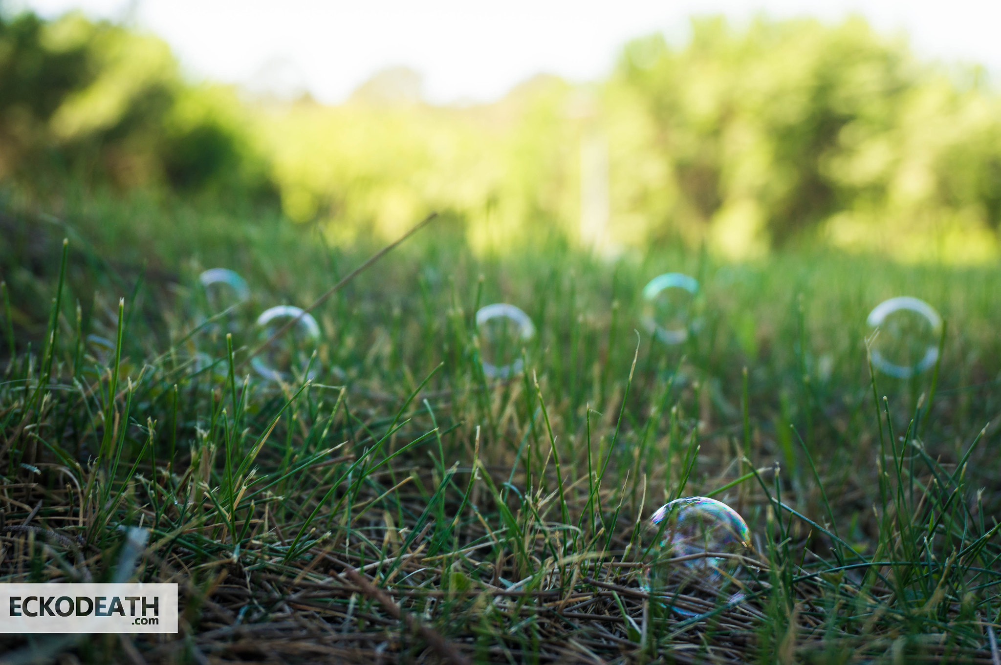 Sony Alpha NEX-5R sample photo. 2015 - projet 52 : #38 - bubbles posed in the gras photography