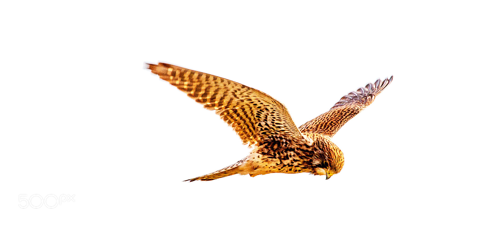 150-600mm F5-6.3 DG OS HSM | Contemporary 015 sample photo. Kestral photography