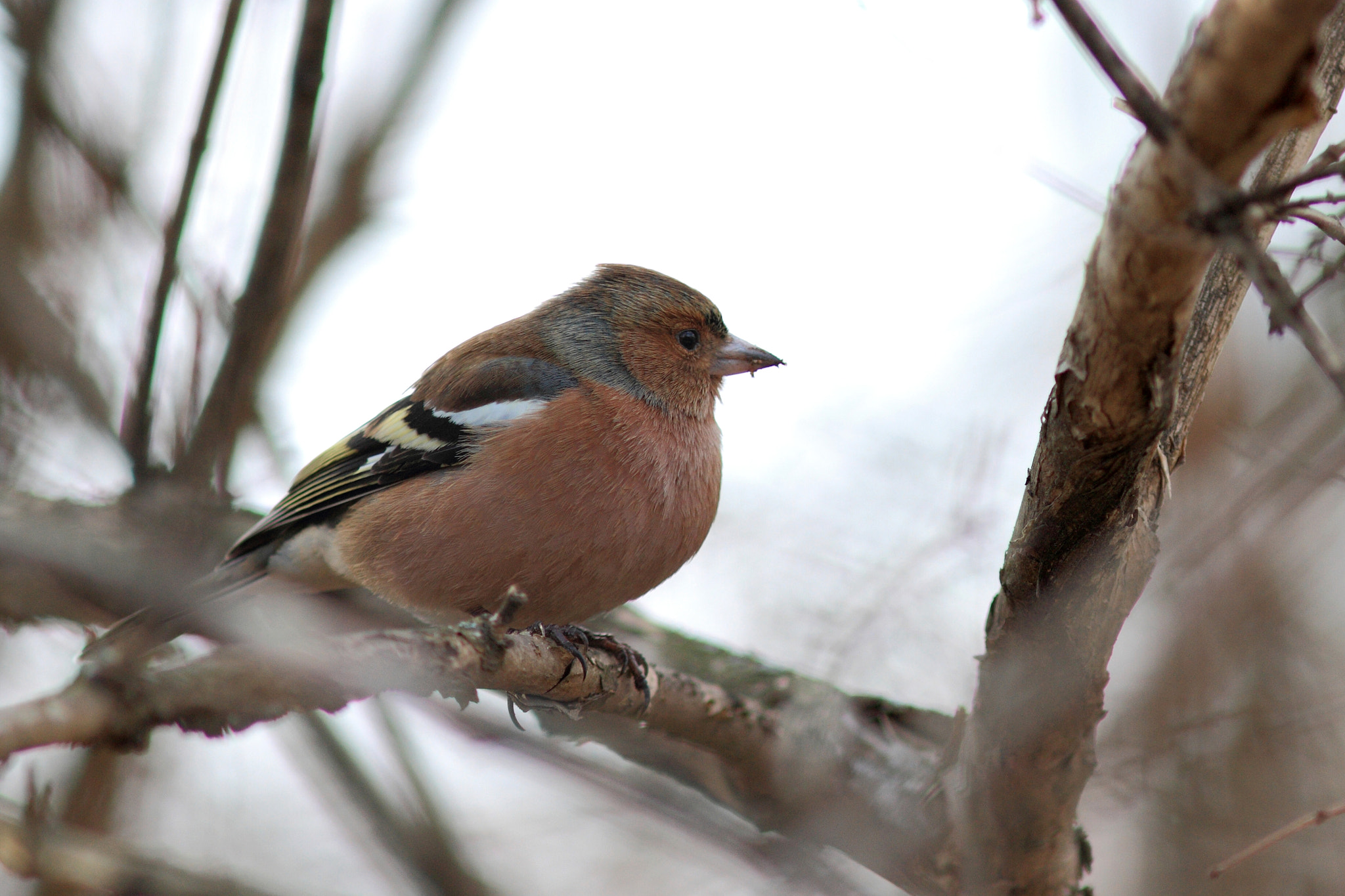 Canon EOS 7D + Canon EF 300mm F4L IS USM sample photo. Common chaffinch photography