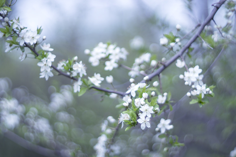 Canon EF 35-80mm f/4-5.6 sample photo. Cherry blossoms photography