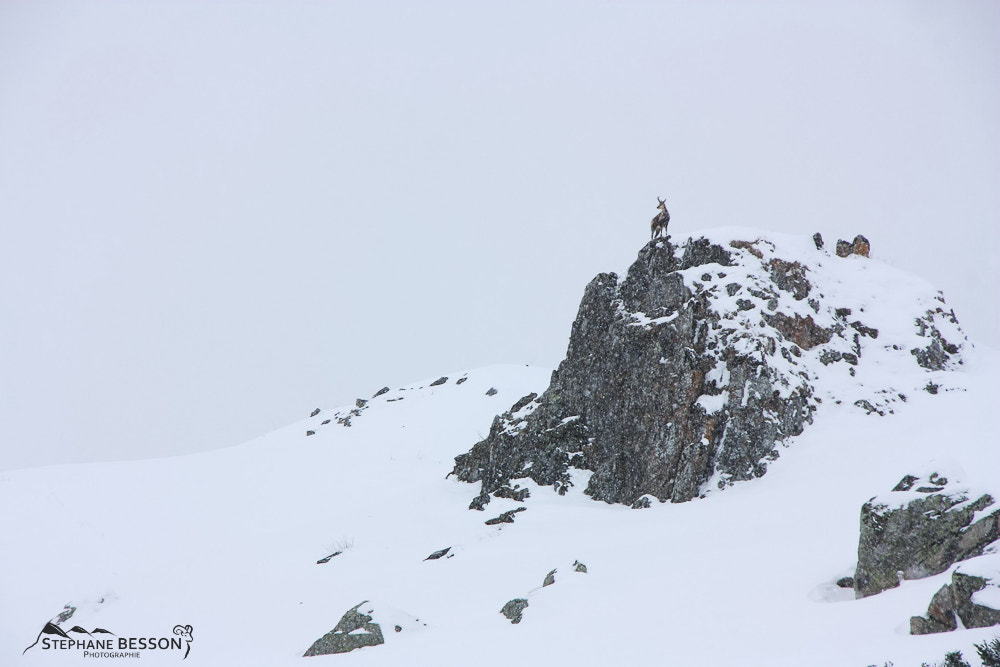Canon EOS 450D (EOS Rebel XSi / EOS Kiss X2) sample photo. Isard sous la neige photography