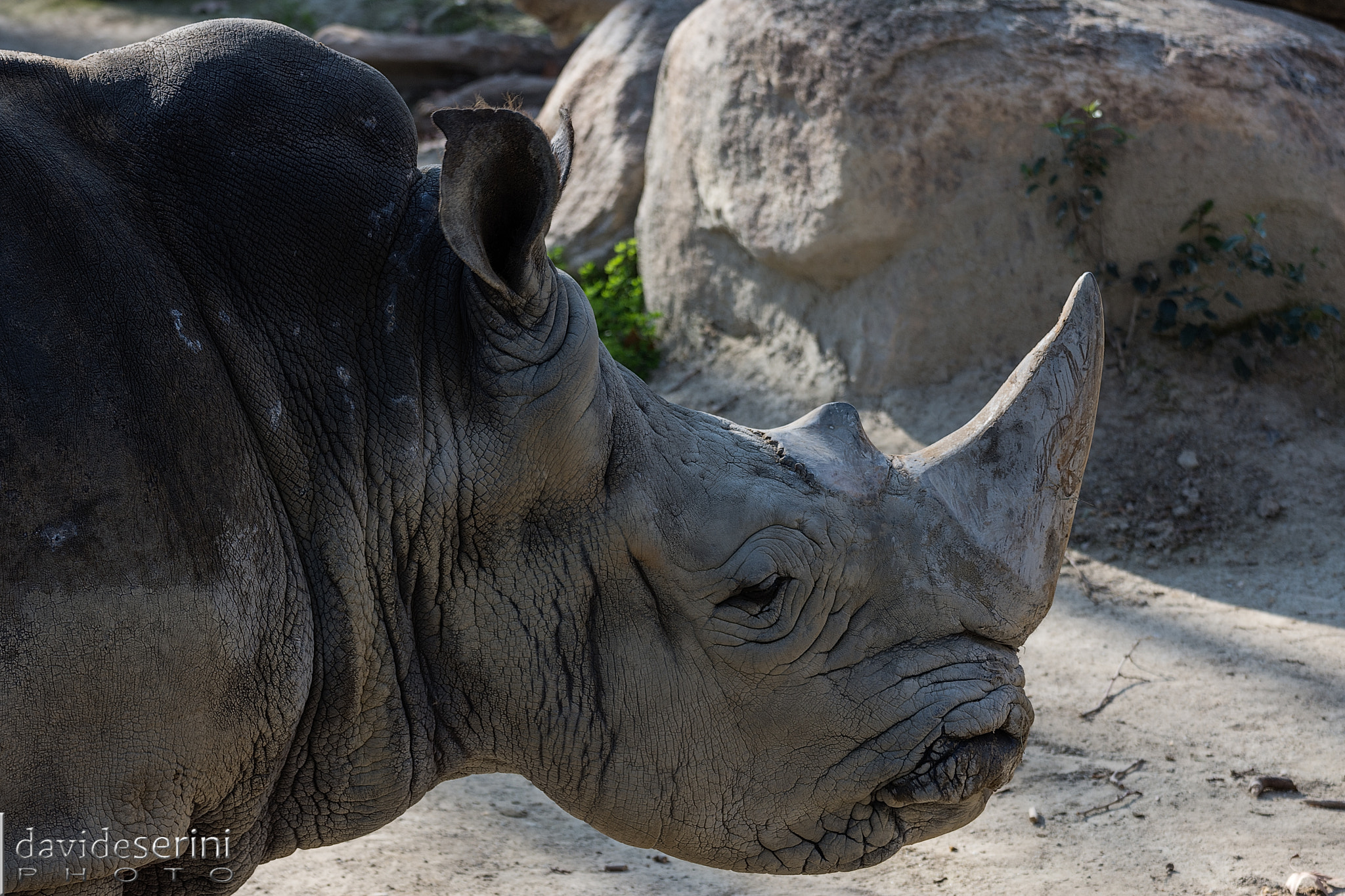 Nikon D7200 sample photo. Rhinoceros photography