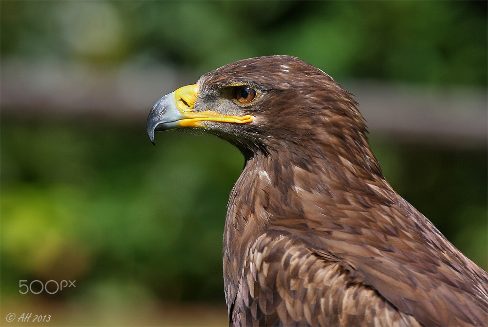 Canon EF 100-400mm F4.5-5.6L IS USM sample photo. The golden eagle (aquila chrysaetos) photography