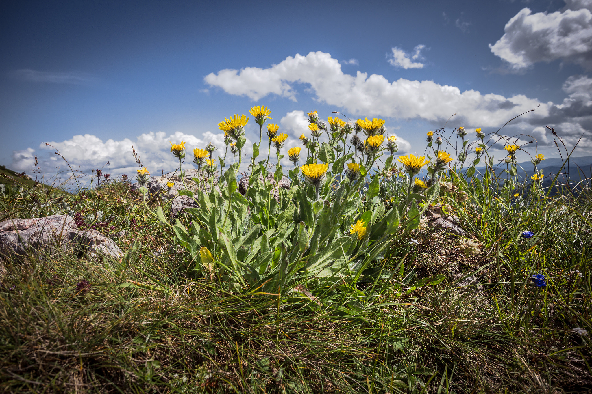 Canon EOS M sample photo. Alpine flower photography