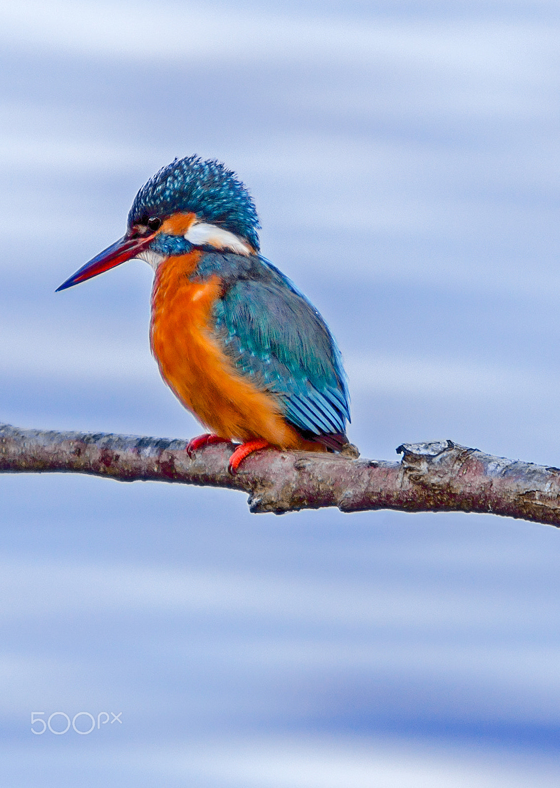 Canon EF 70-200mm F2.8L IS USM sample photo. Kingfisher photography