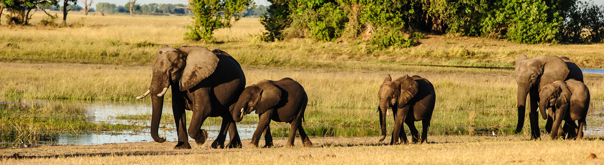 Nikon D700 sample photo. Elephants parade photography