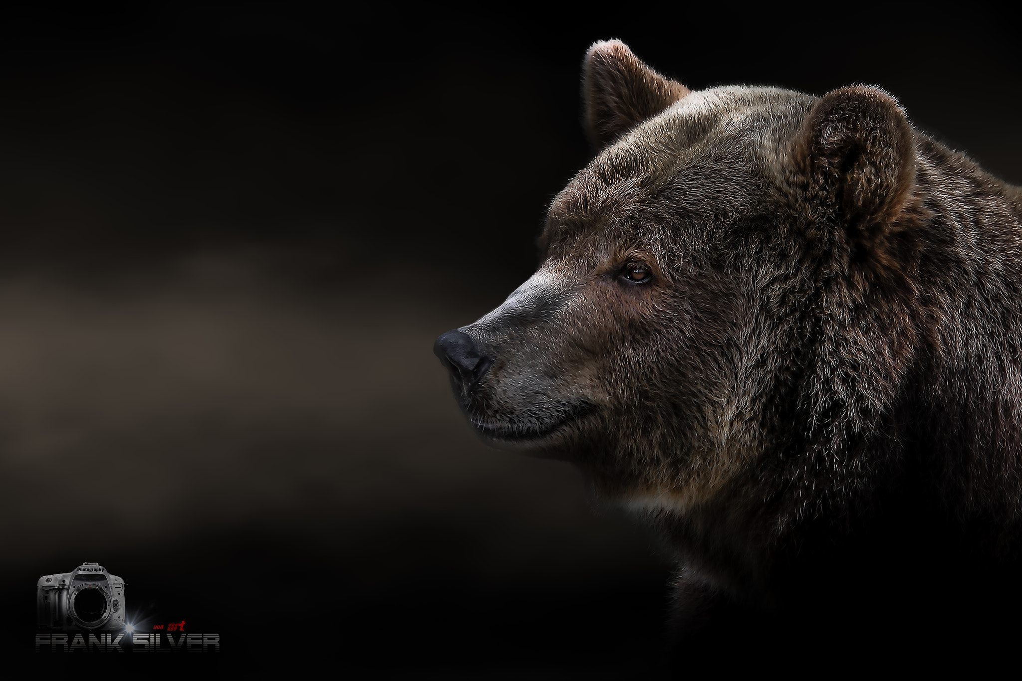 Sigma 70-200mm F2.8 EX DG OS HSM sample photo. Brown bear photography