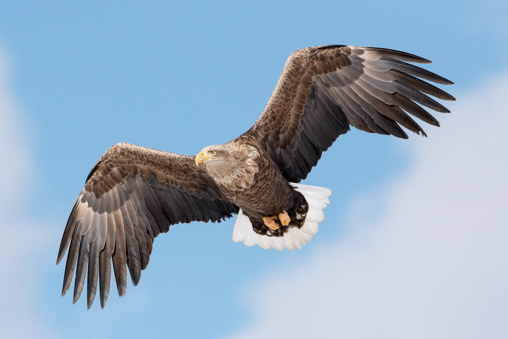Nikon AF-S Nikkor 500mm F4E FL ED VR sample photo. White tailed eagle in flight photography