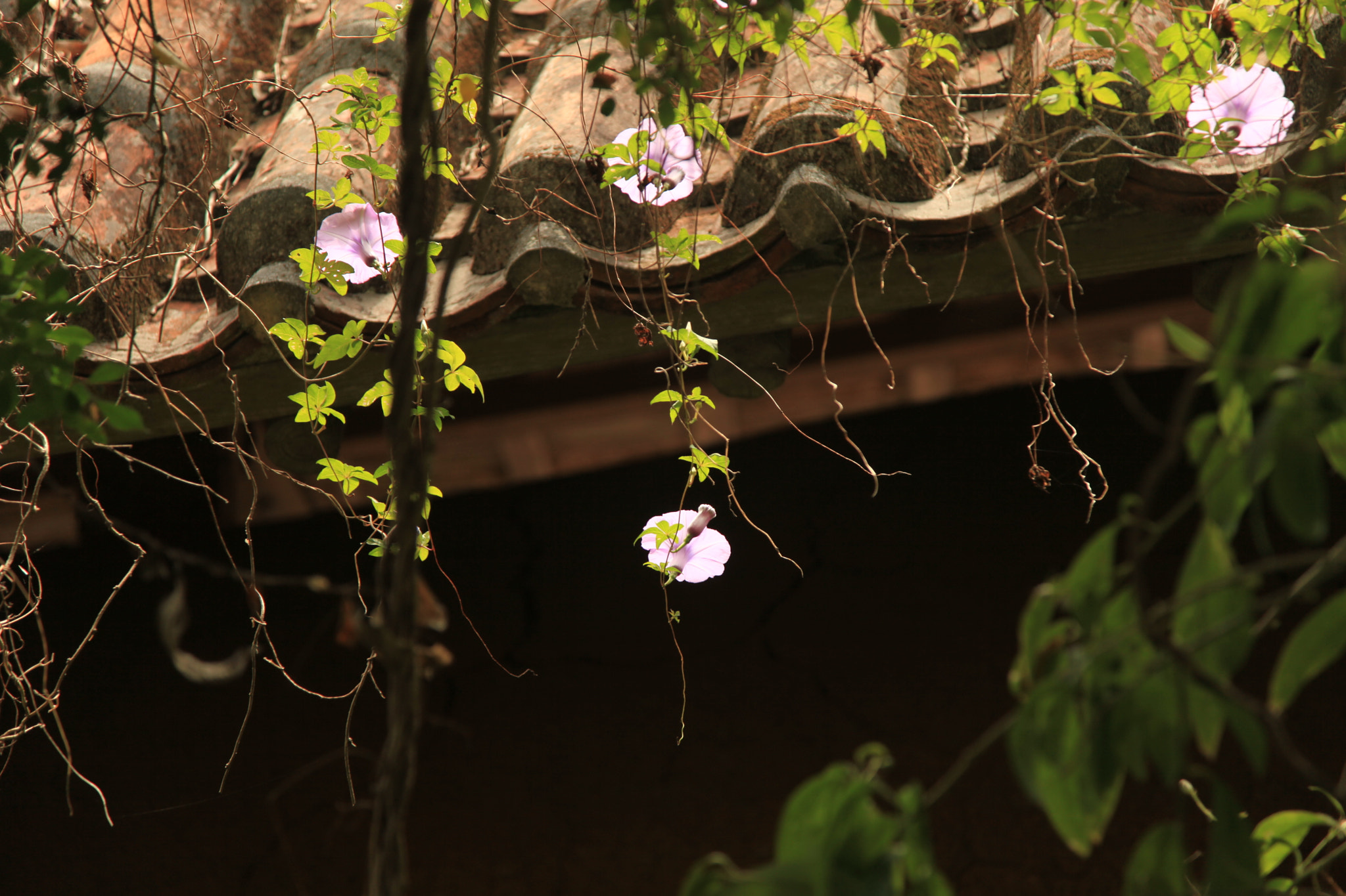 Canon EF 35-135mm f/3.5-4.5 sample photo. Morning glory photography