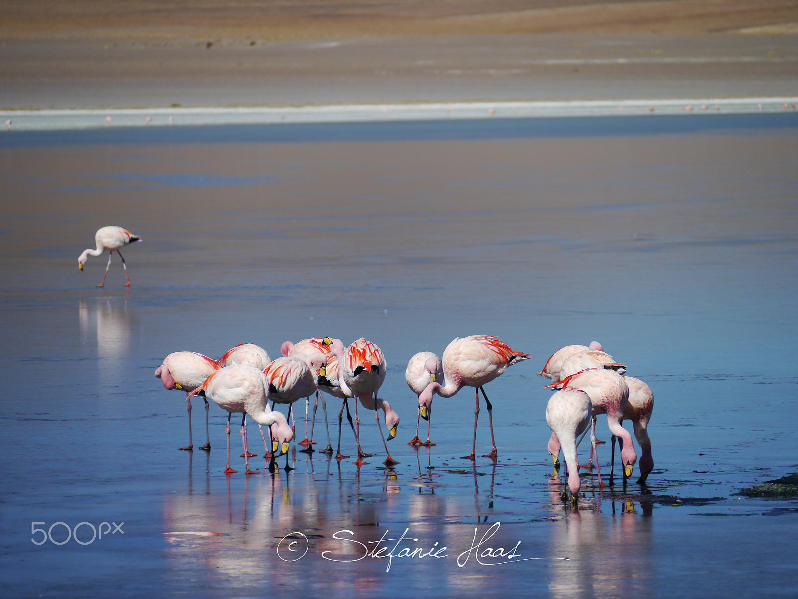 Panasonic Lumix G Vario 45-200mm F4-5.6 OIS sample photo. Flamingos on ice photography