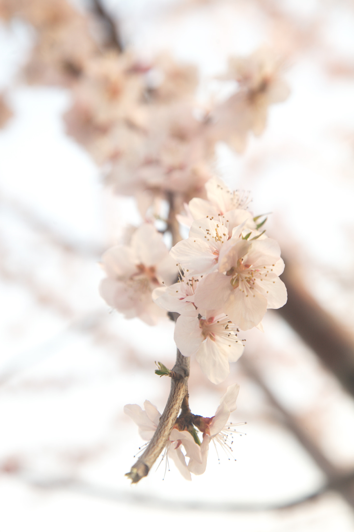 Canon EOS 5D Mark II sample photo. Cherry blossom in spring photography