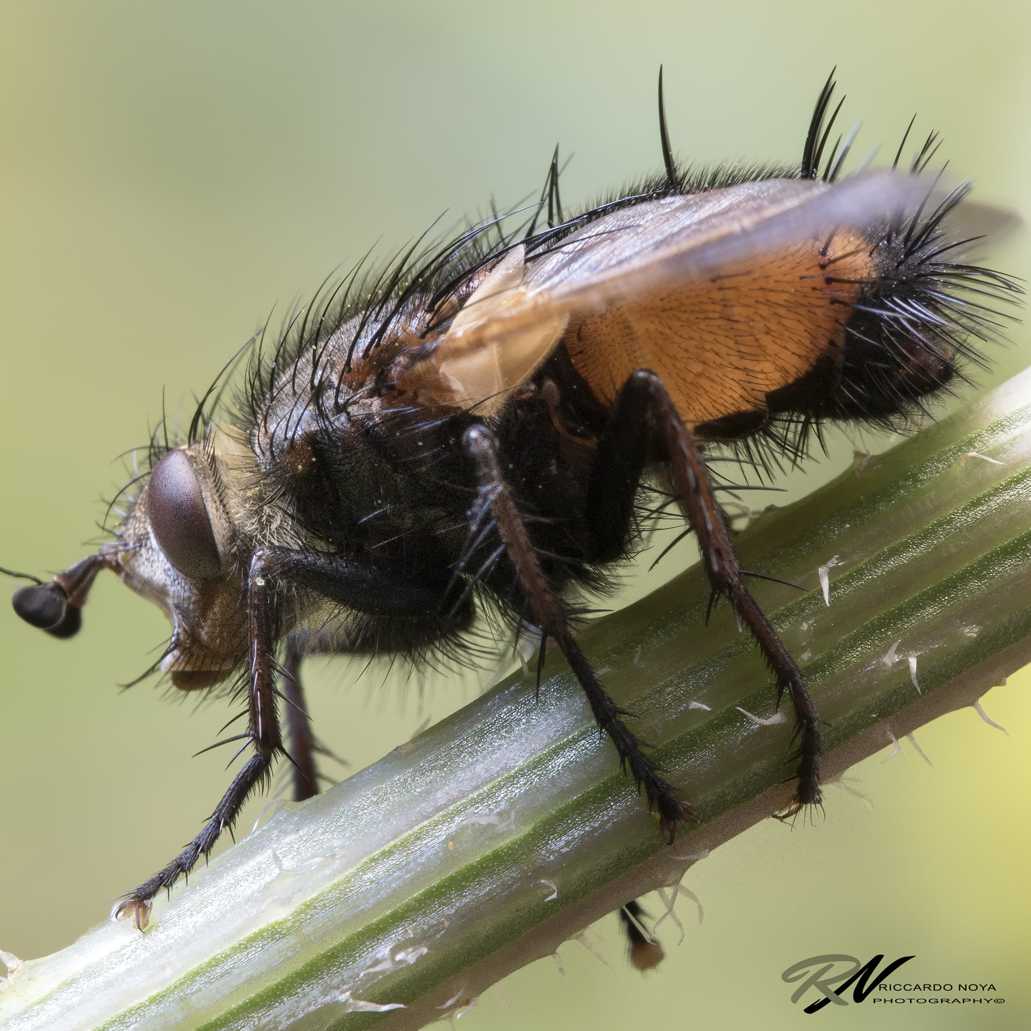 Canon EF 100mm F2.8L Macro IS USM sample photo. Img photography