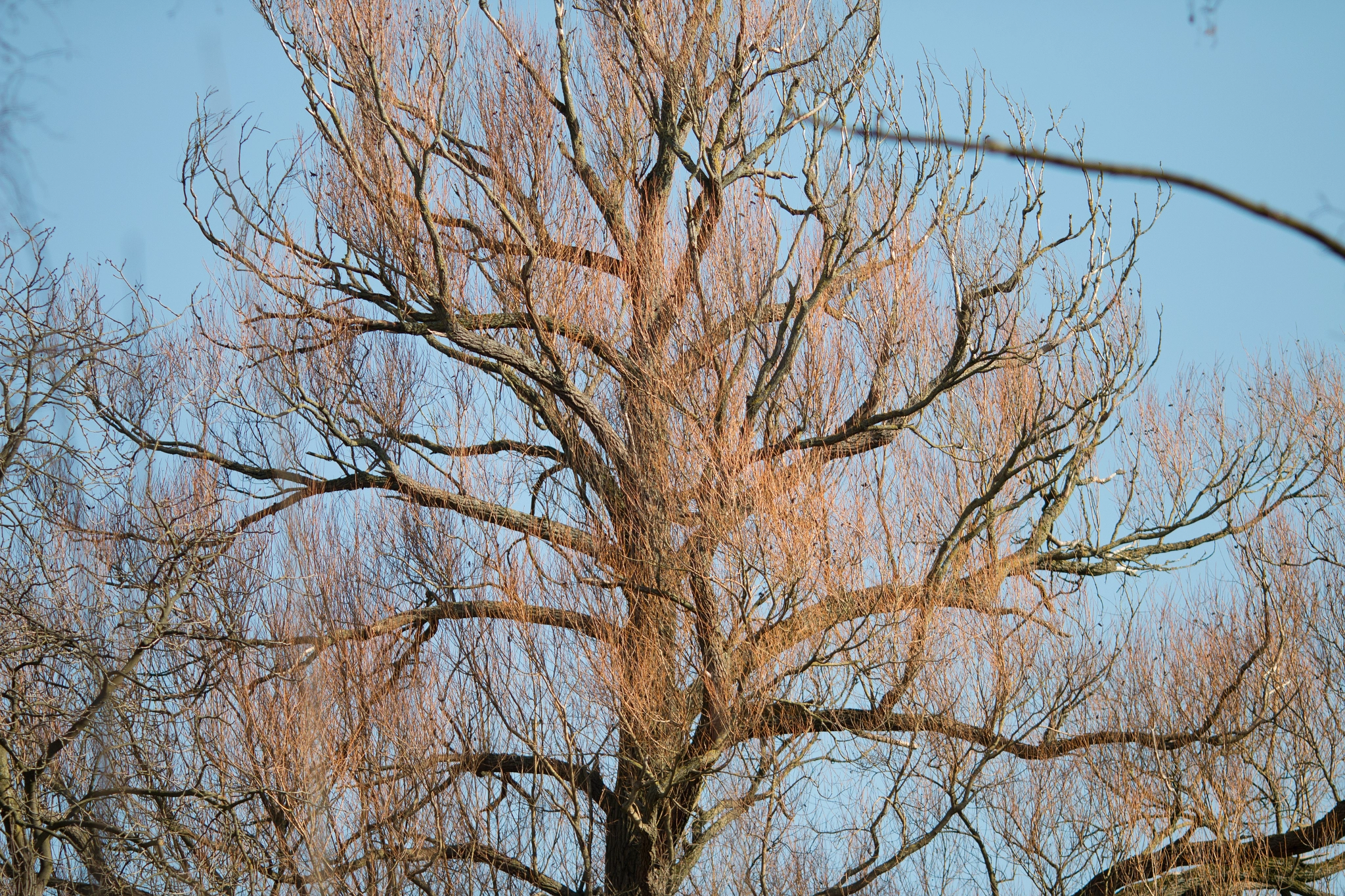 Canon EOS 70D + Canon EF 135mm F2L USM sample photo. Colored branches photography