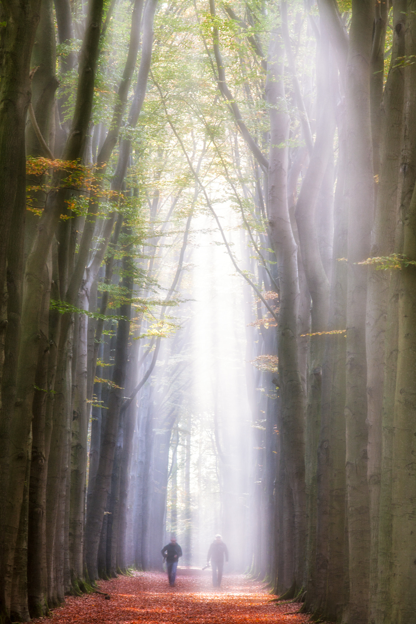 Canon EF 50-200mm f/3.5-4.5 sample photo. Autumn memories photography