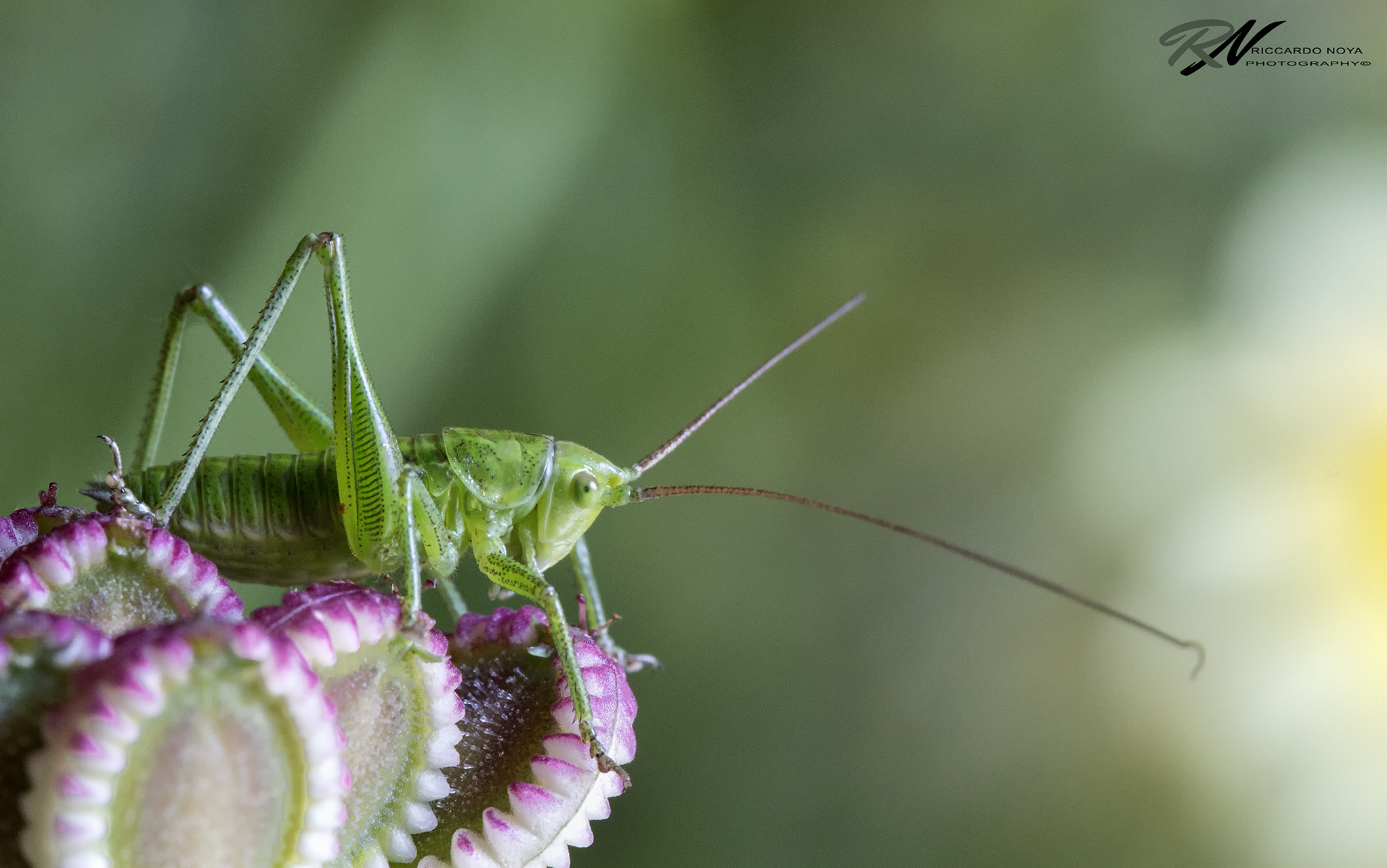 Canon EF 100mm F2.8L Macro IS USM sample photo. Img photography