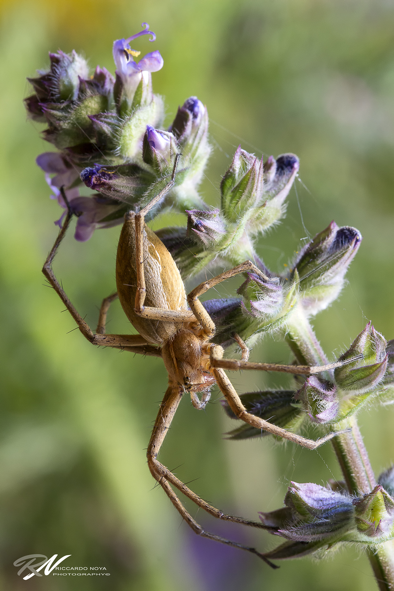 Canon EF 100mm F2.8L Macro IS USM sample photo. Img photography