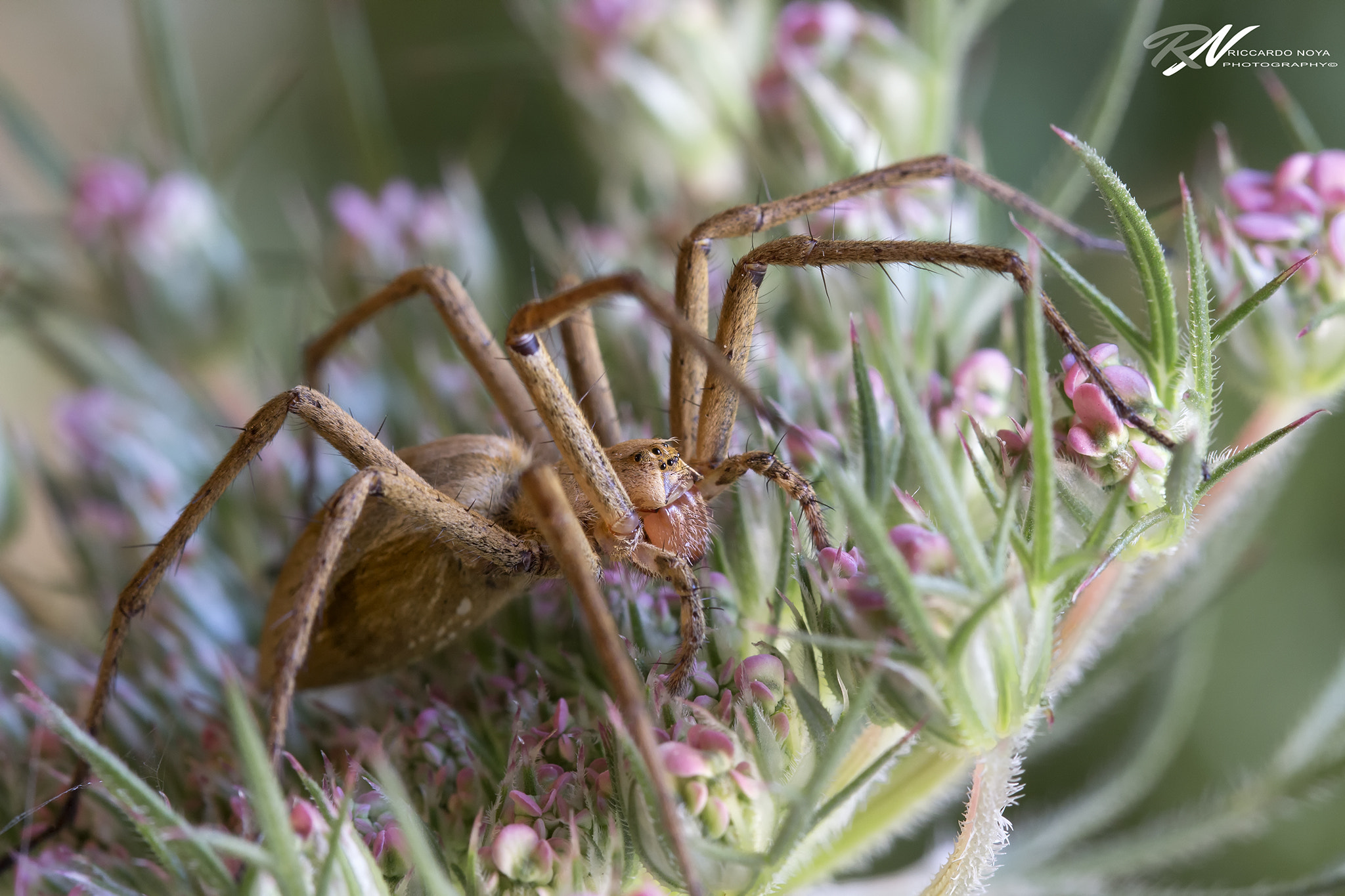 Canon EF 100mm F2.8L Macro IS USM sample photo. Img photography