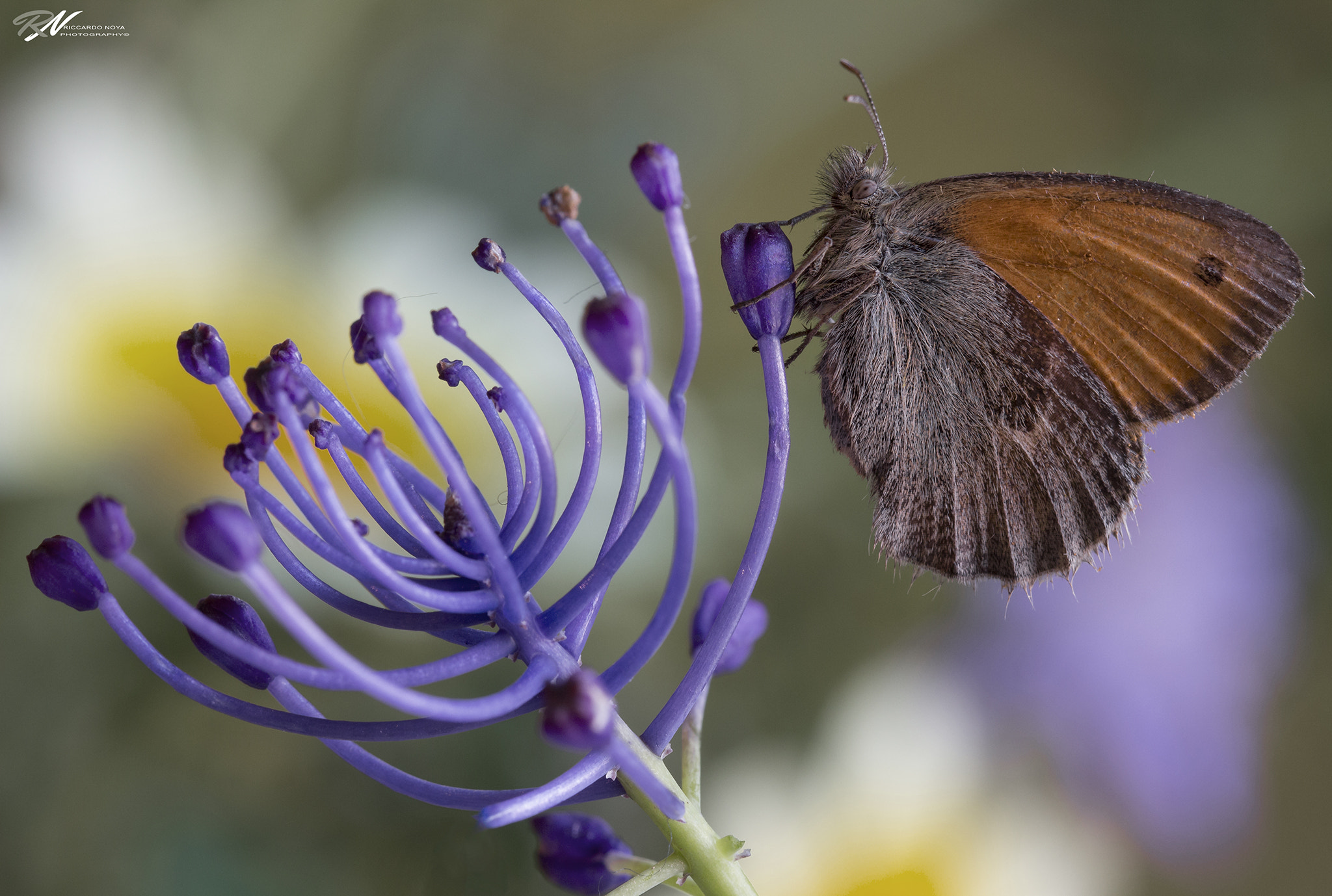 Canon EF 100mm F2.8L Macro IS USM sample photo. Img photography