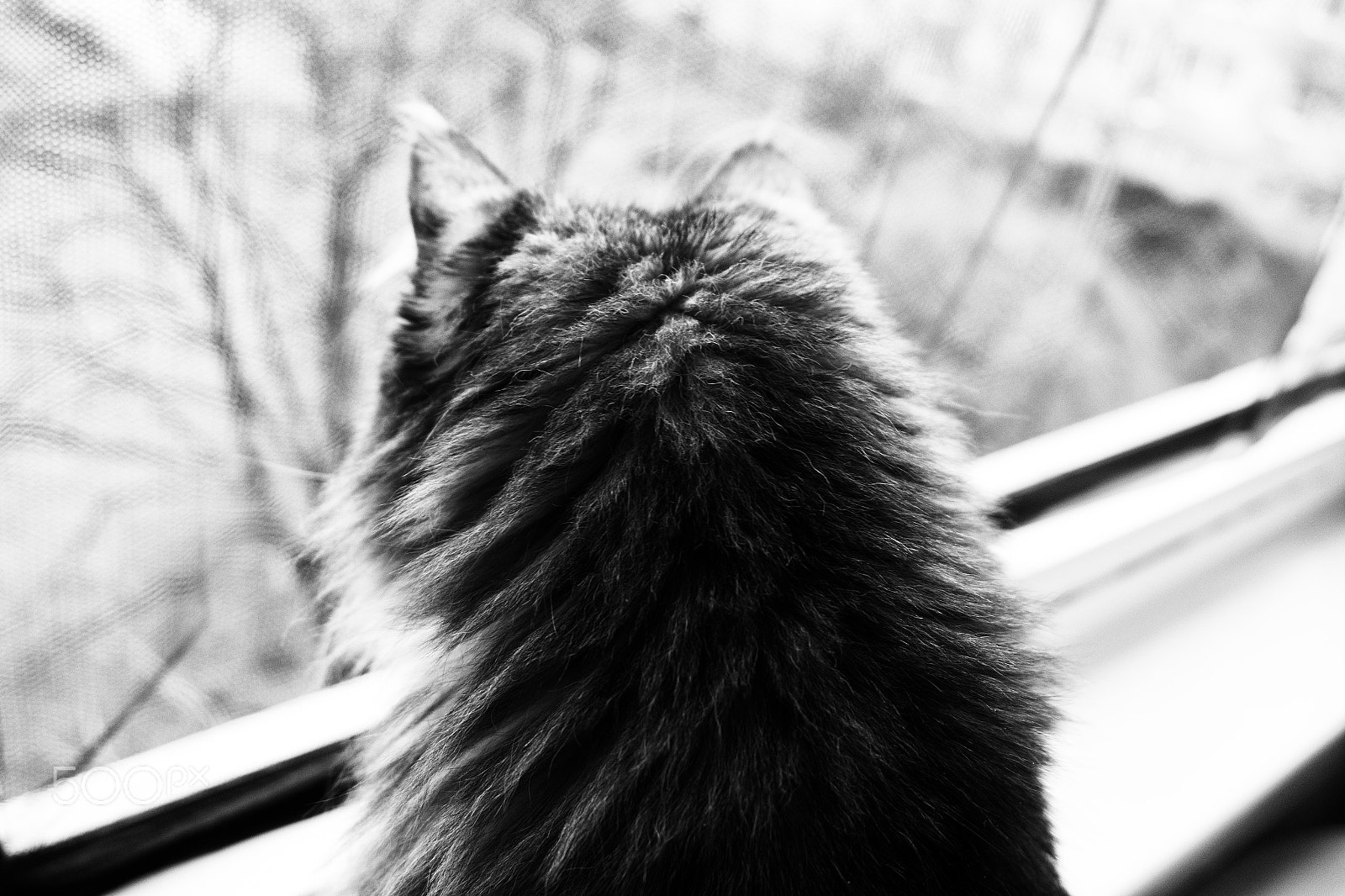 Samsung NX 20-50mm F3.5-5.6 ED sample photo. Cat photography