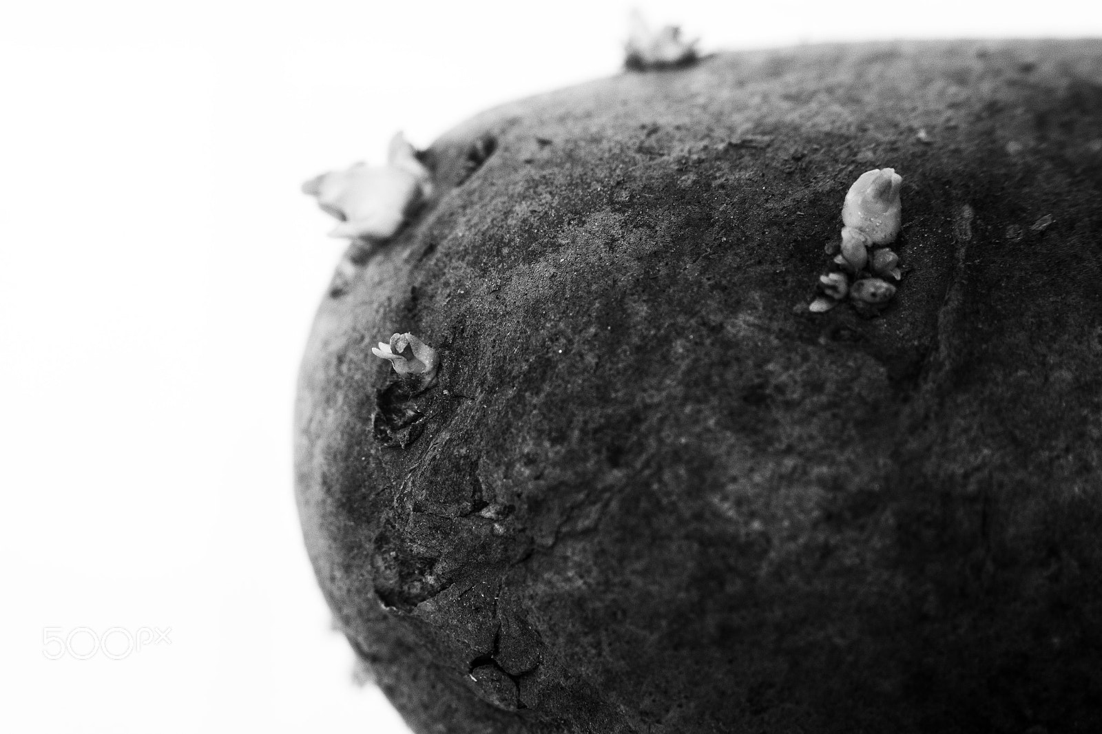 Samsung NX1100 sample photo. Potato photography