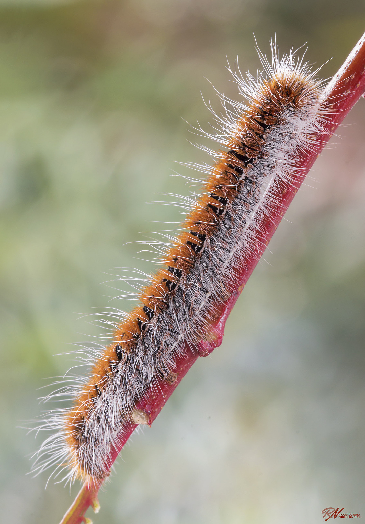 Canon EF 100mm F2.8L Macro IS USM sample photo. Img photography